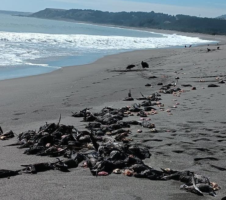 Activan protocolos por masiva presencia de aves muertas en Cobquecura