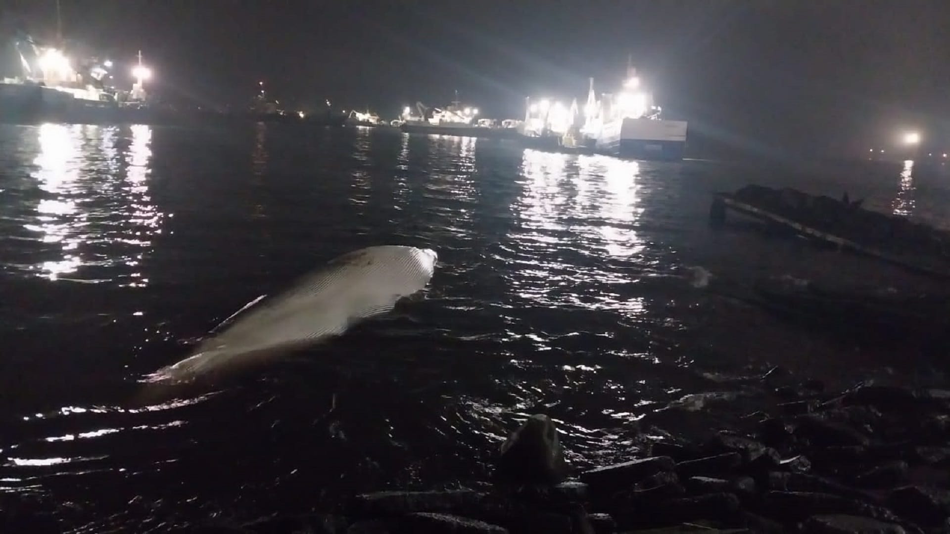 Ejemplar de la ballena más grande del mundo varó en Coronel: Está en peligro de extinción