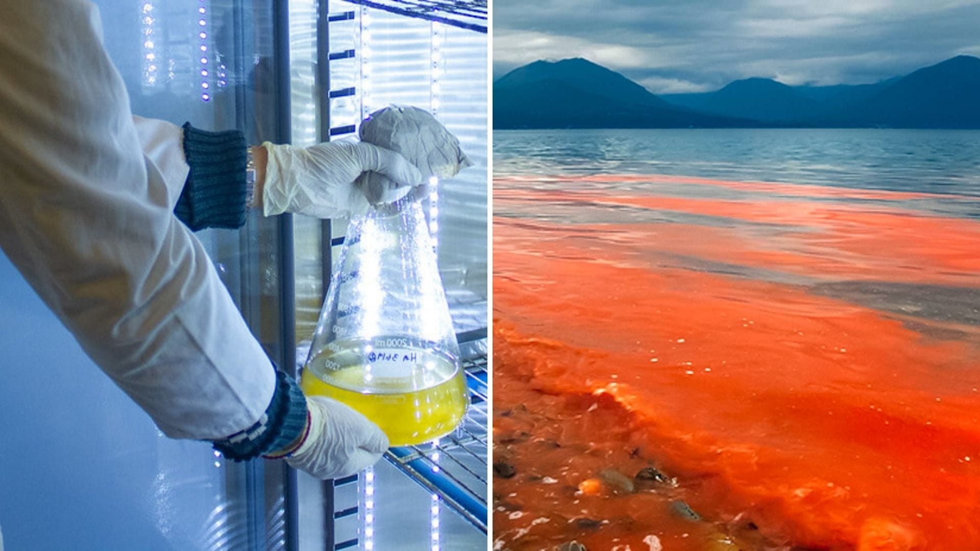Laboratorio de la Udec fue capacitado para detectar toxinas marinas reguladas en Chile