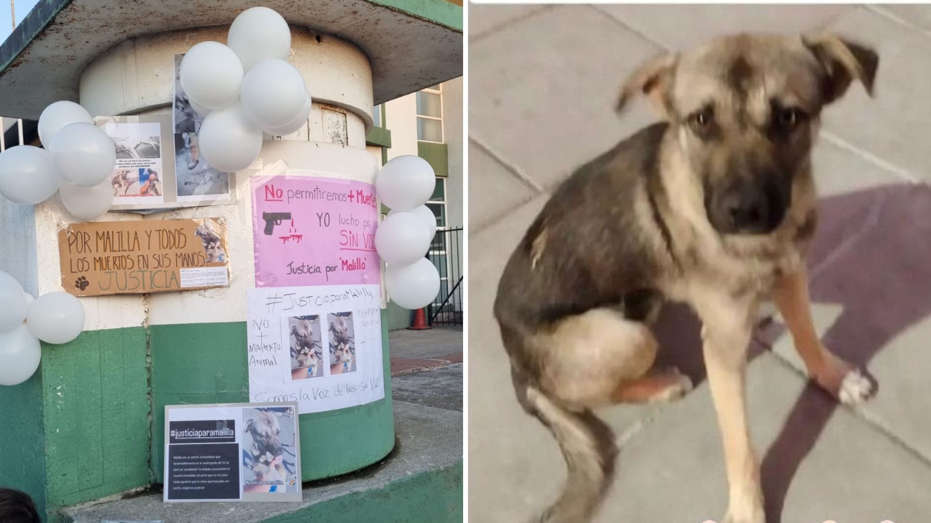 Realizan “Velatón” para despedir a perrito que fue baleado por carabinero en San Pedro de la Paz