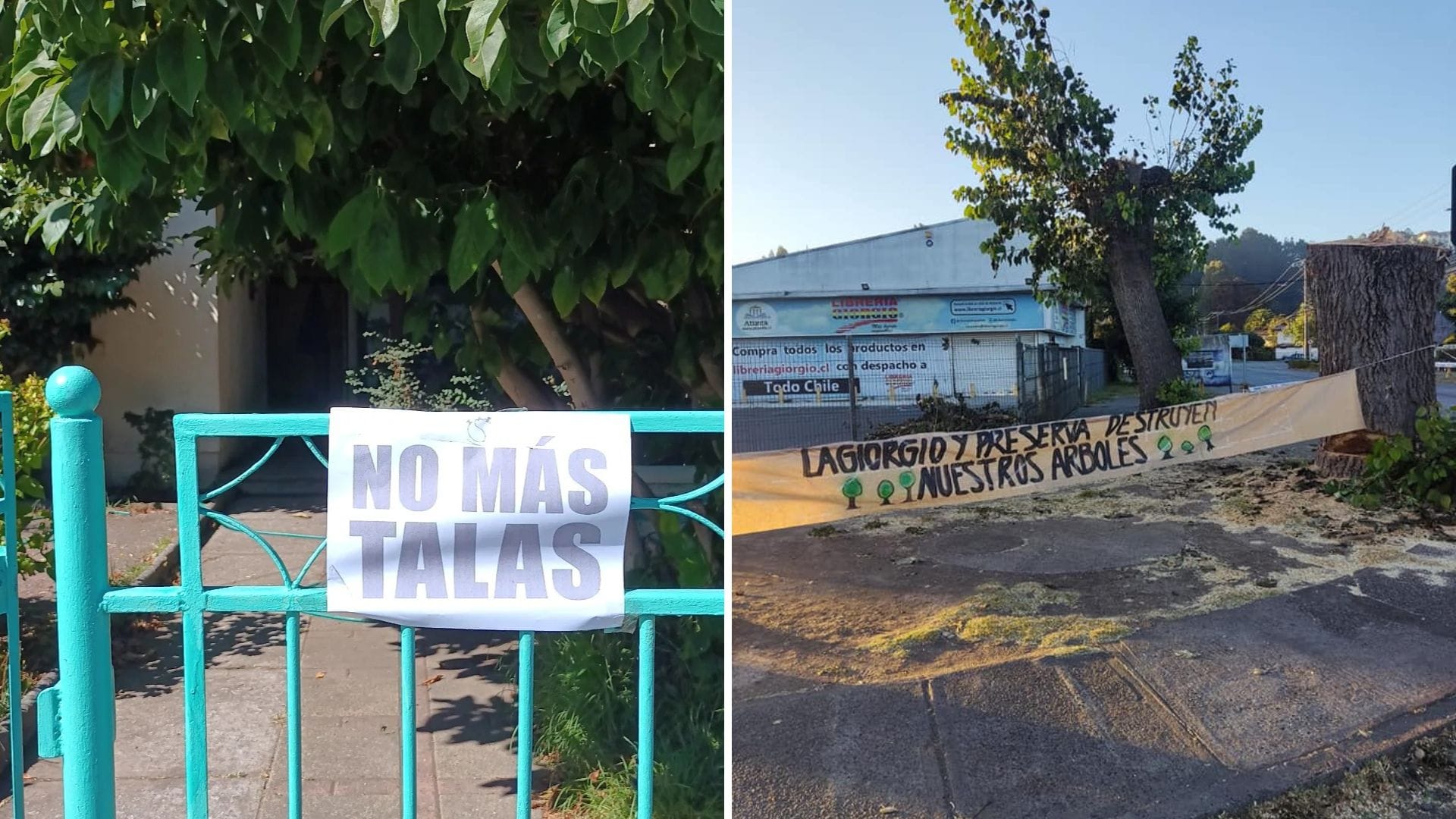 Indignación en San Pedro de la Paz: Un emblemático Álamo de la Villa fue talado