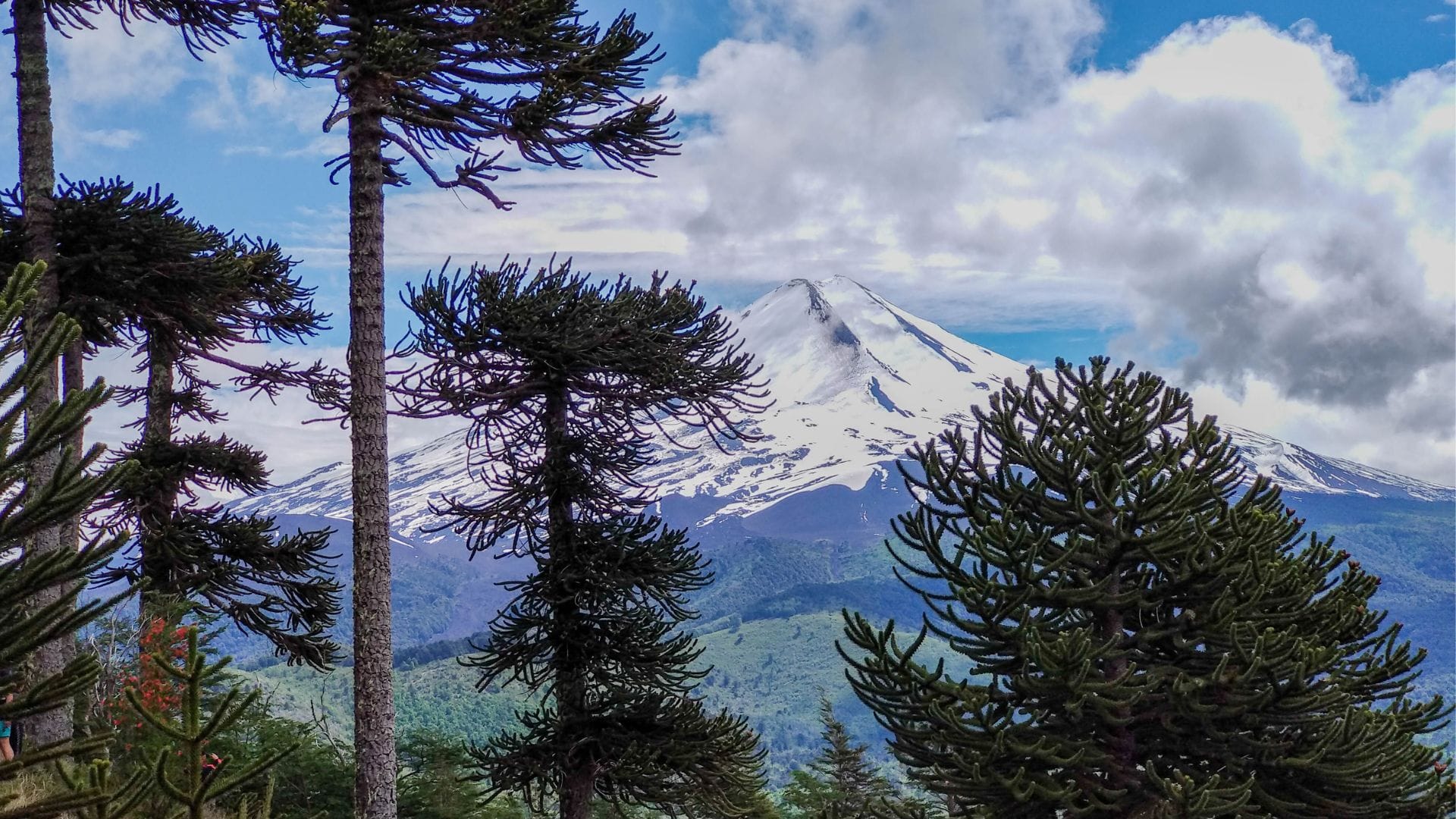 Corte de Concepción rechazó apelación y confirma multa a Forestal Mininco por daño a araucarias