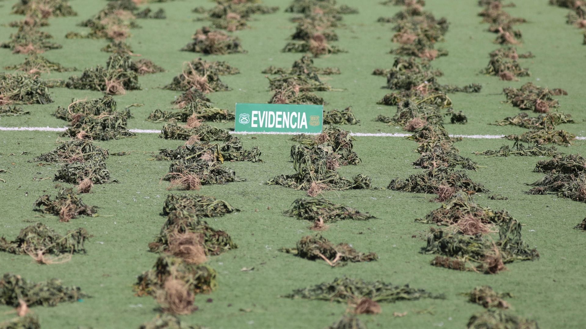 Vecinos denunciaron fuerte olor desde un departamento: Descubren cultivo indoor de marihuana en La Pintana
