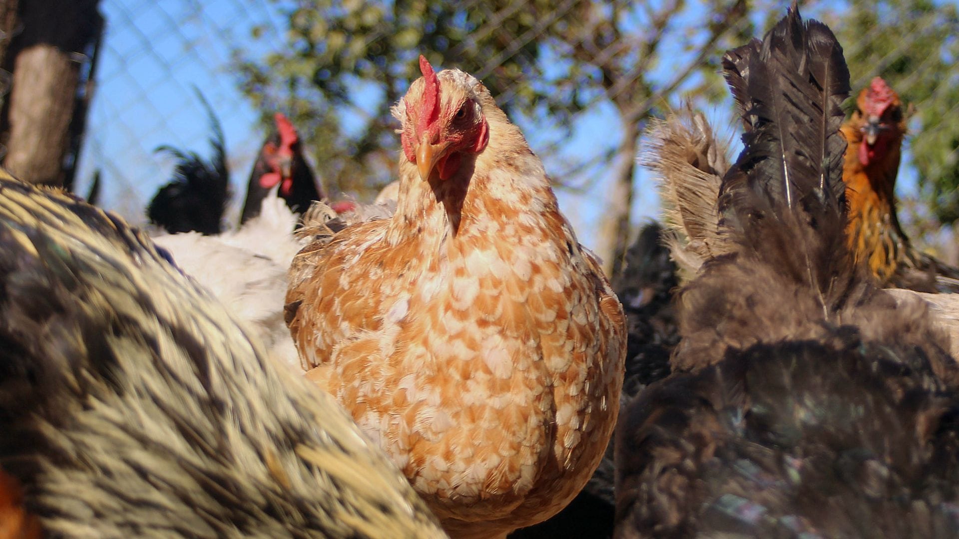 Gripe aviar en el Biobío: Confirman masivo sacrificio de aves tras detección en segundo plantel industrial