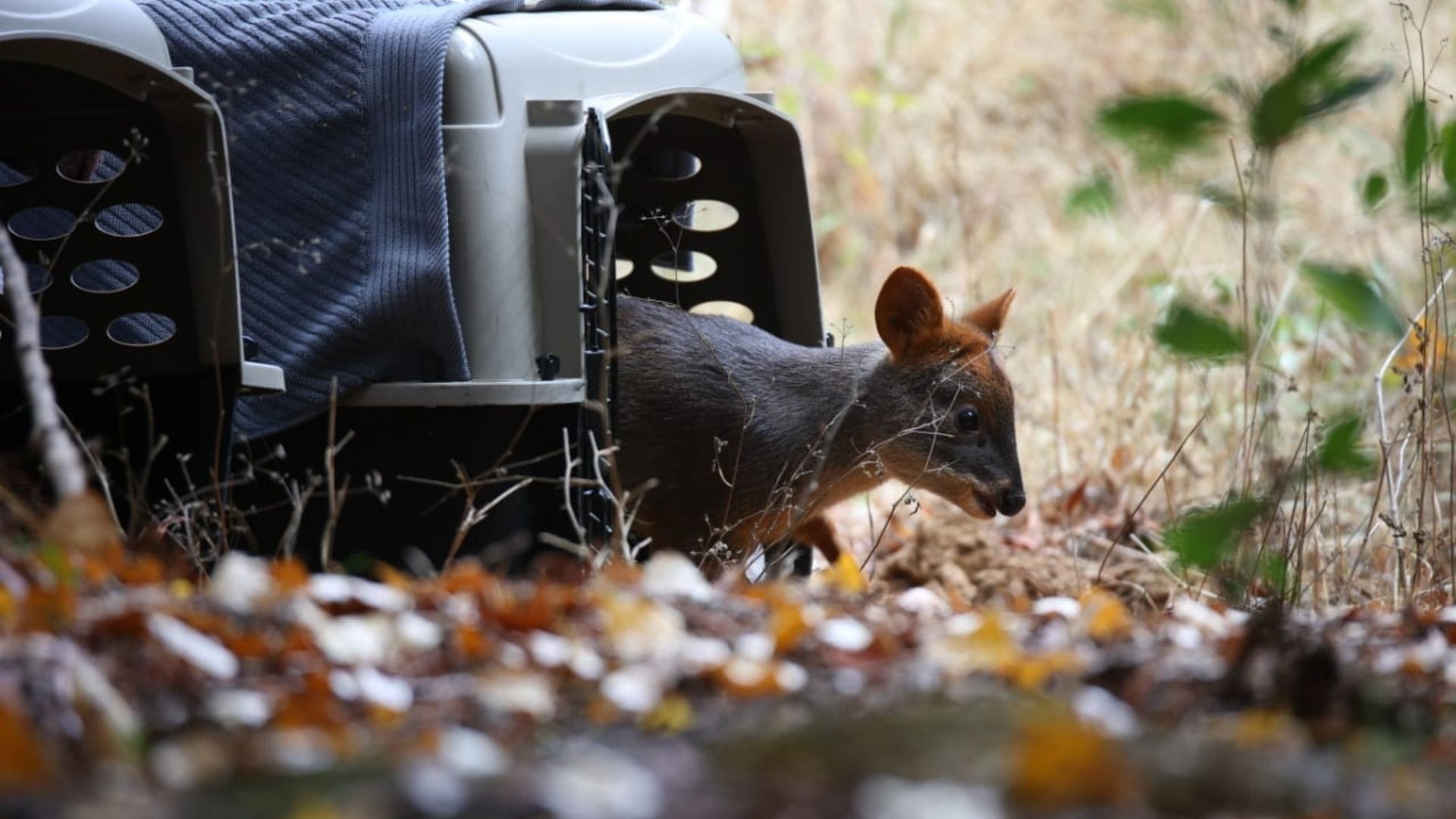 Pudúes rescatados de incendios forestales regresan a su hábitat natural en Hualqui