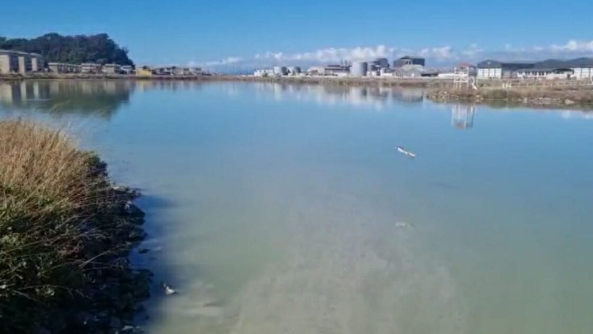 Inician sumario sanitario a cuatro empresas por episodio de contaminación en laguna de Talcahuano