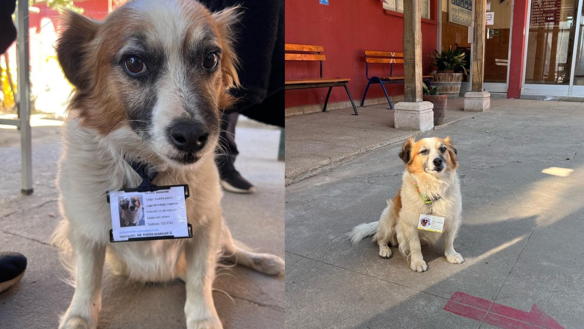¡Tiene hasta su credencial! Perro rescatado se volvió “guardián” de Cesfam en O’Higgins