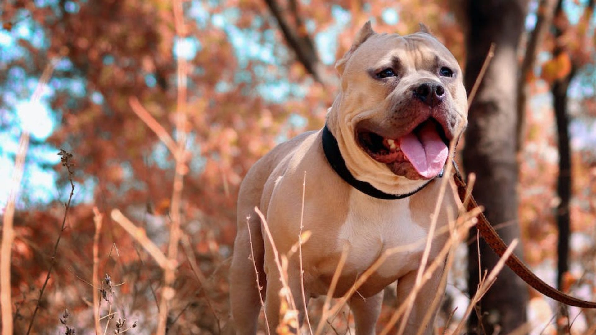 Sacaba la basura y fue atacado por perros pitbull en La Araucanía: Murió a causa de las lesiones