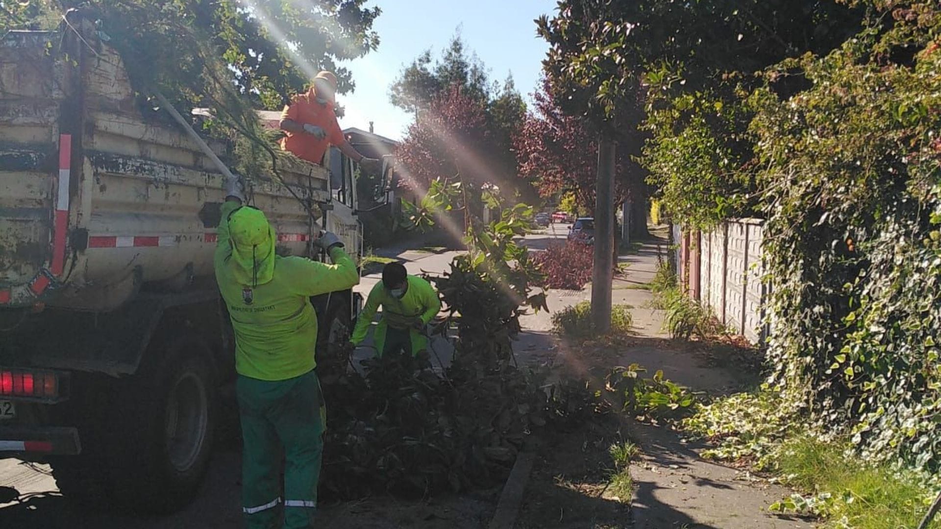 Acusan incumplimiento de poda de árboles en Chiguayante tras accidente: Municipio respondió que sí se ha realizado