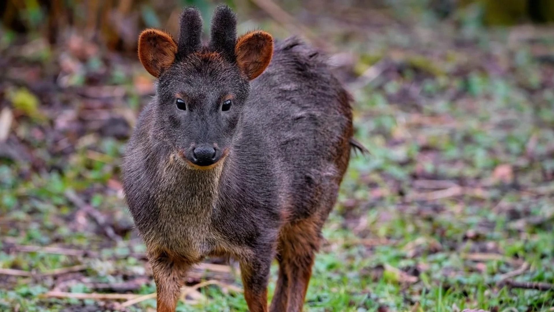 Investigan caso de pudú que fue faenado y encontrado en la basura en Valdivia