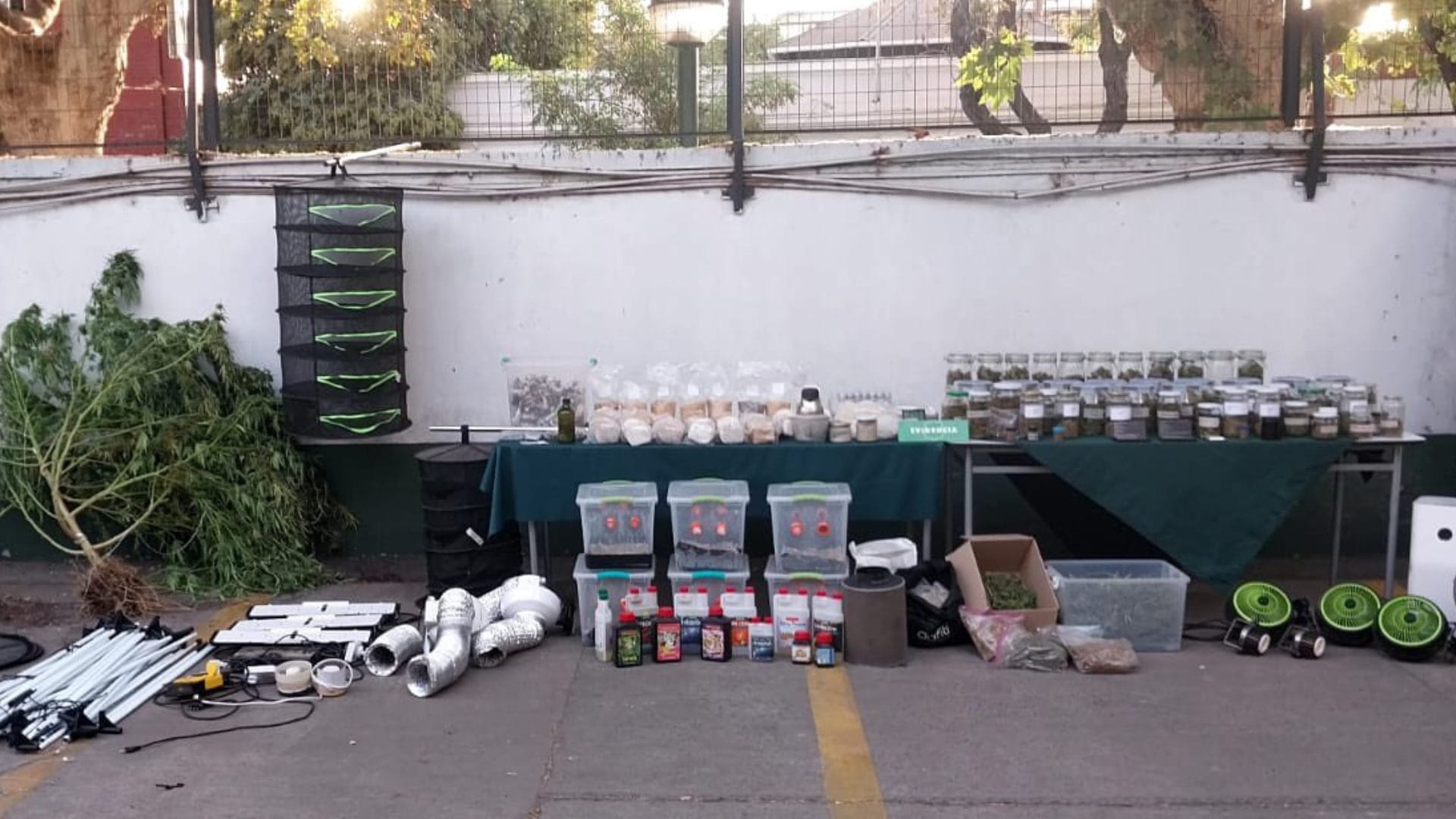 Tenían cajas con hongos alucinógenos e invernaderos de marihuana: Dos personas fueron detenidas en Ñuñoa