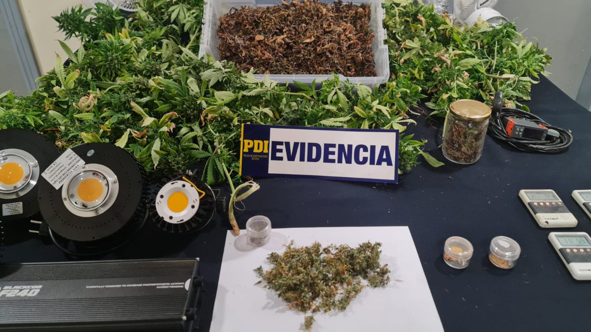La “droga de los dioses”: Más de cinco millones de pesos en droga se encontraron en el sector Carampangue en Arauco