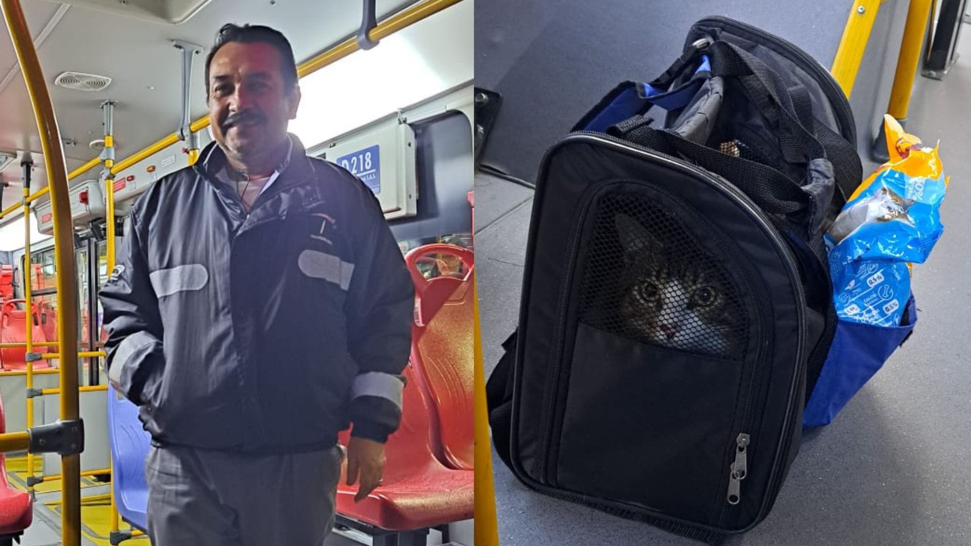 Gato fue abandonado en una micro con su comida: Chofer del bus lo terminó adoptando