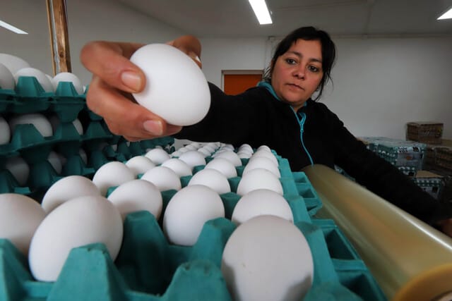 Editorial: El Estado no tiene opción, debe ir en ayuda de las empresas avícolas