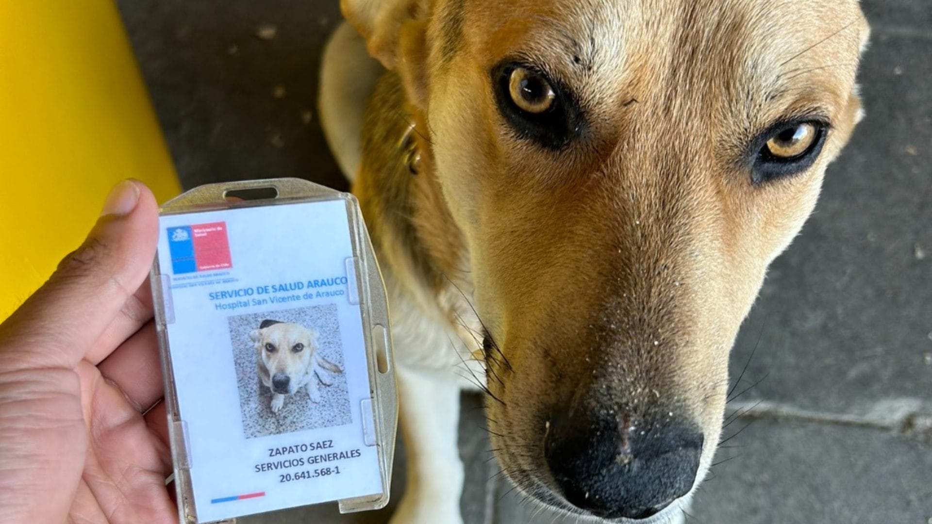 Perrito es famoso con ‘credencial’ del hospital de Arauco: Fue cuidado por funcionarios y pacientes