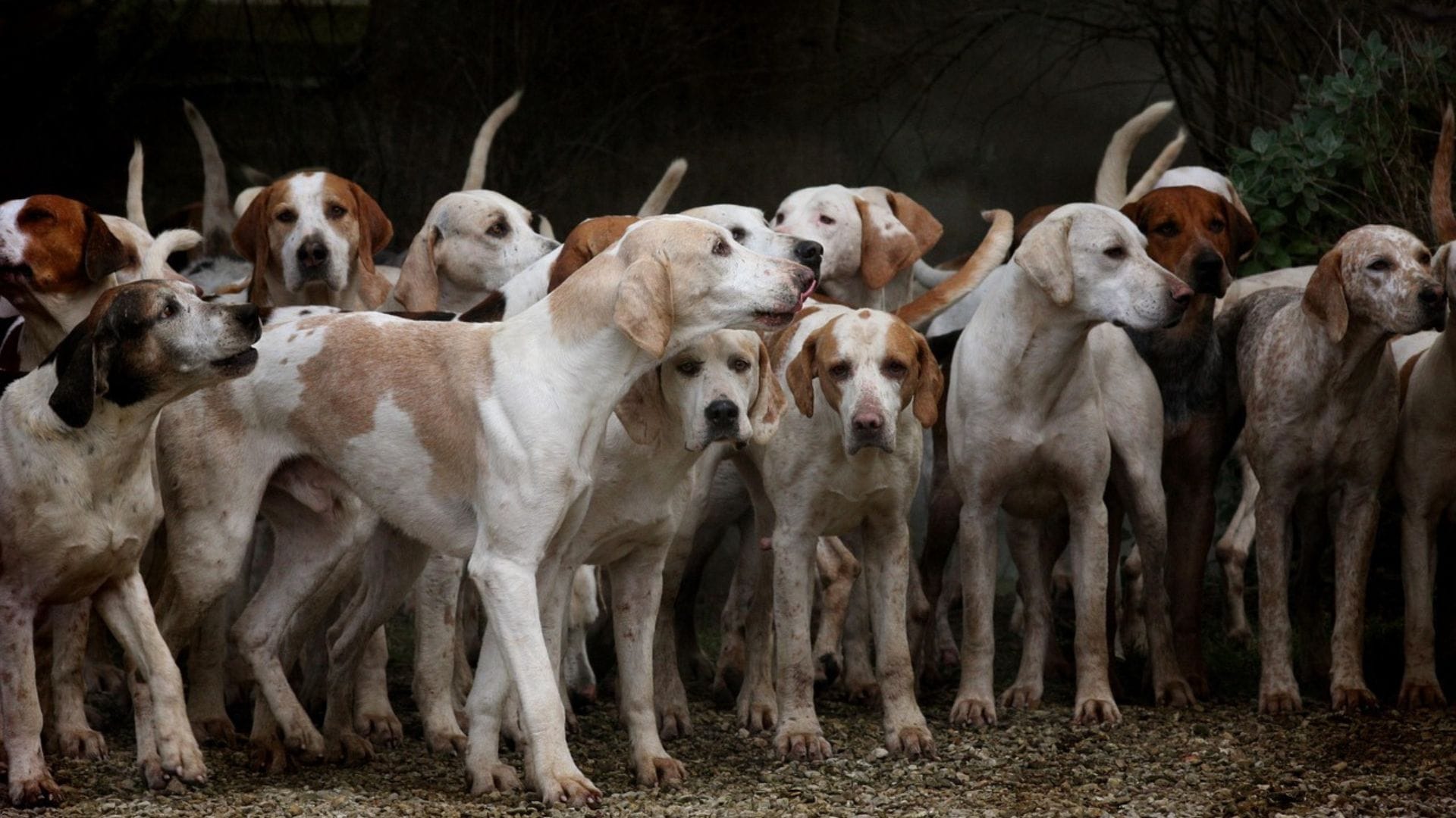 Mujer murió tras ataque de jauría de perros en Buin: Hombre trató de defenderla y resultó herido