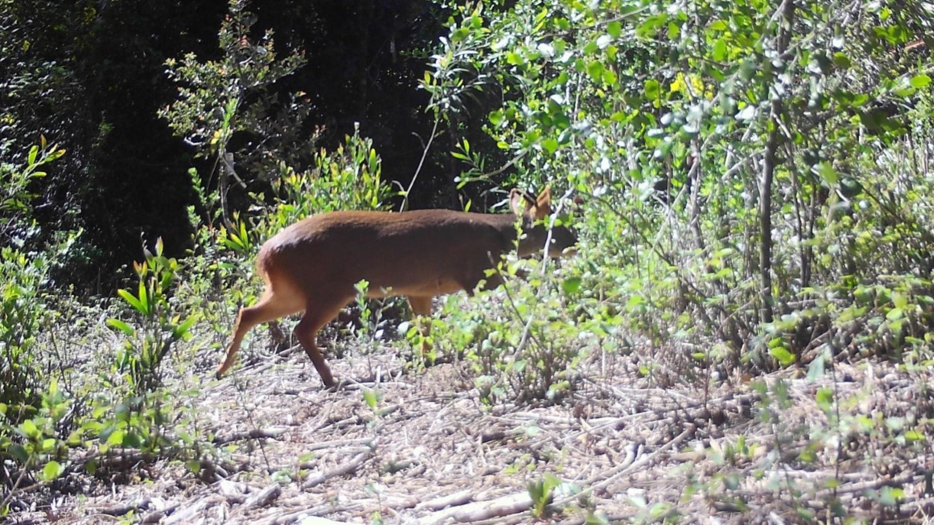 Alumnos de la UdeC concluyen que desplazamiento del Pudú por antiguos hábitats se encuentran en peligro