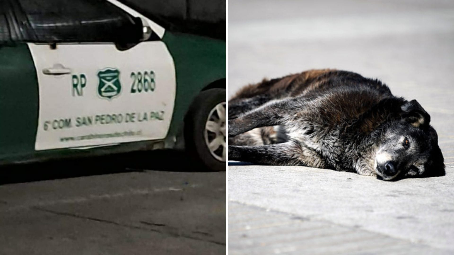 Carabinero mató de un balazo a perrito que lo habría mordido en San Pedro de la Paz