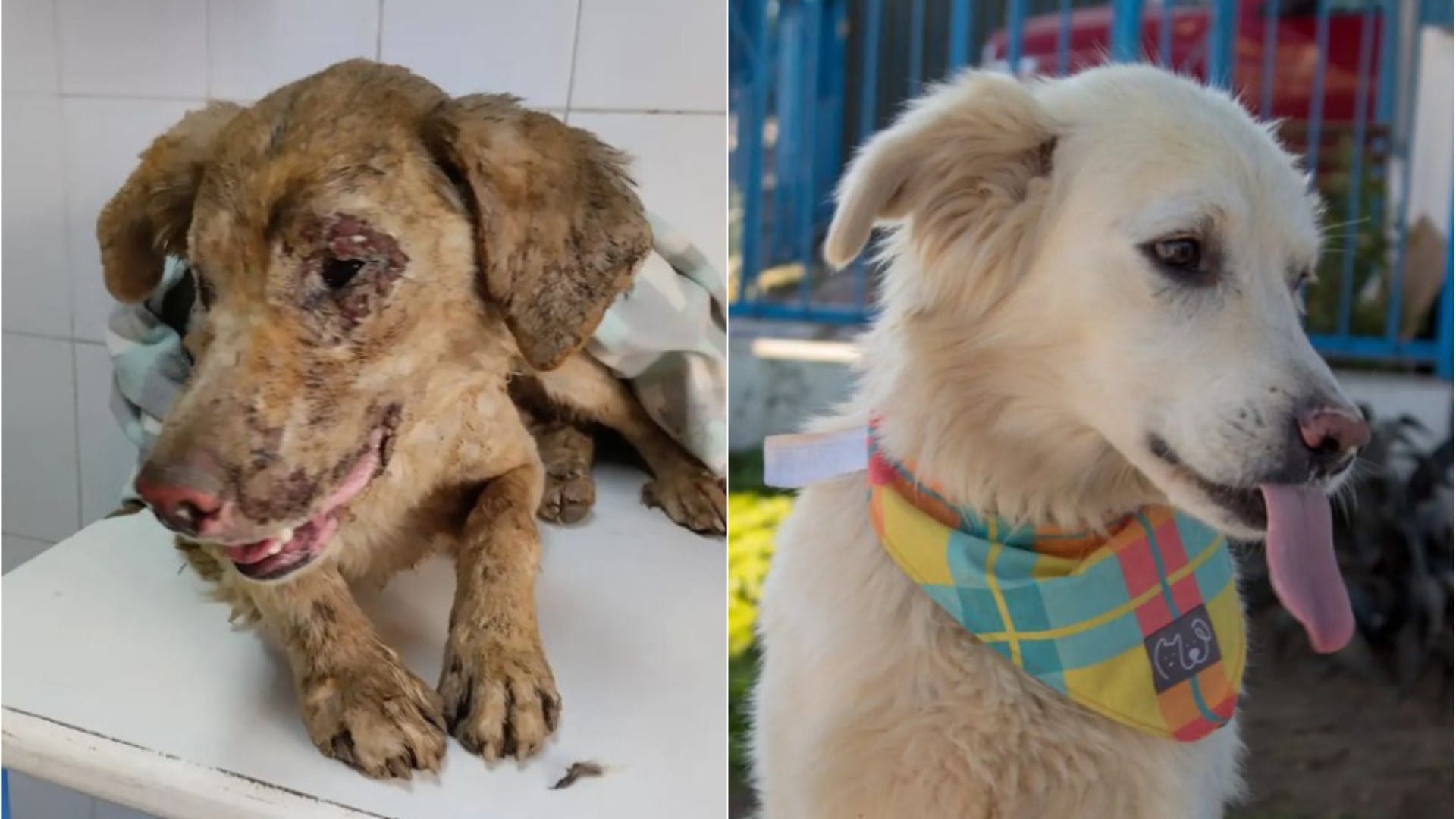 “De las llamas a la Esperanza”: Perrito rescatado busca hogar lleno de amor en el Gran Concepción