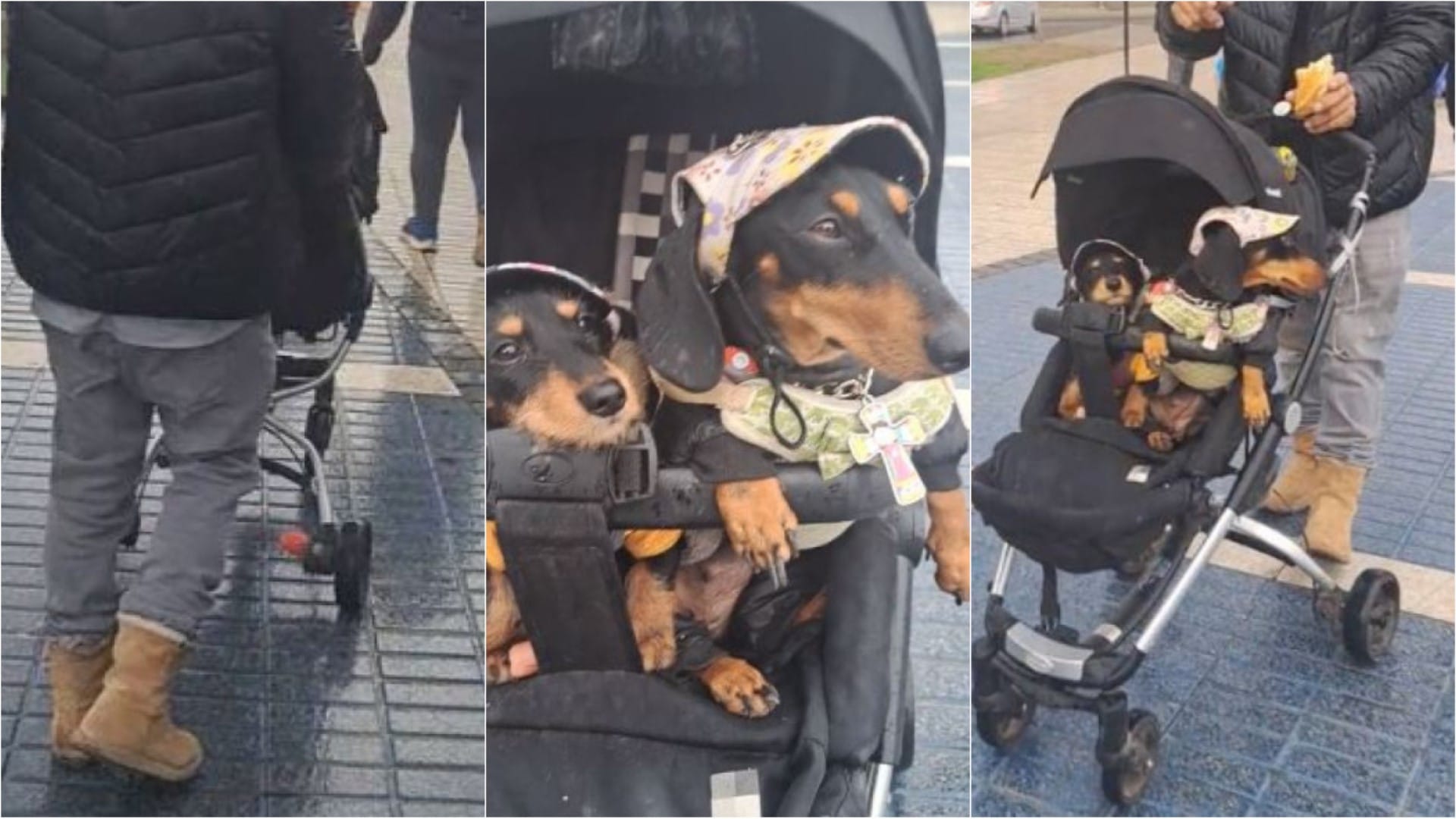 Furor en TikTok: Chileno lleva a sus perritos en coche de guagua para protegerlos de la lluvia