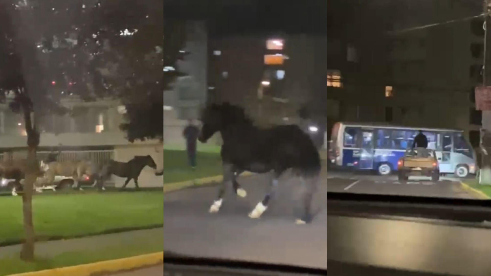 Preocupación por equinos sueltos en Concepción: Captan cómo los “arrean” desde una camioneta