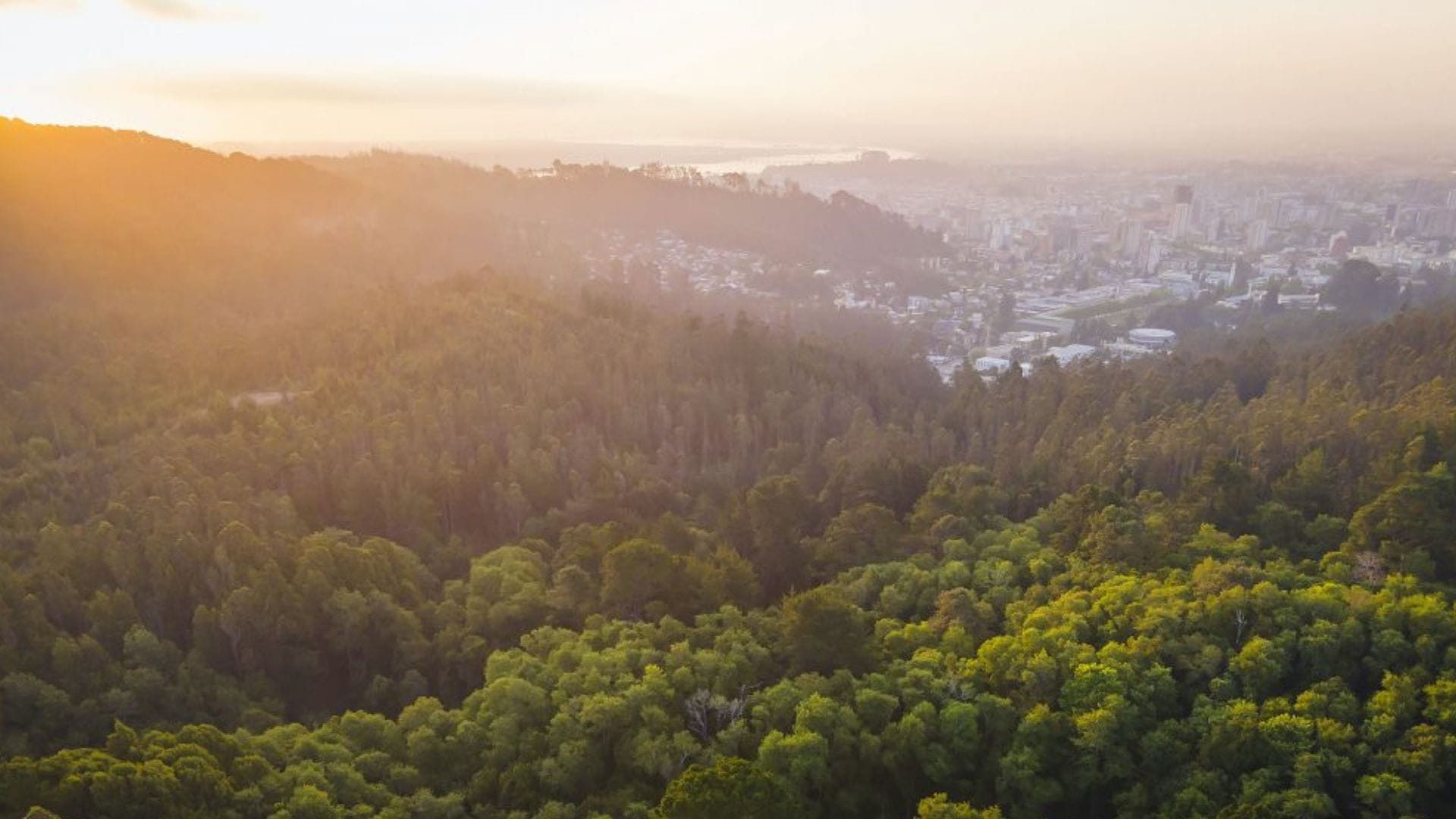Campus Naturaleza: Así es el proyecto de la UdeC que busca conservar la biodiversidad