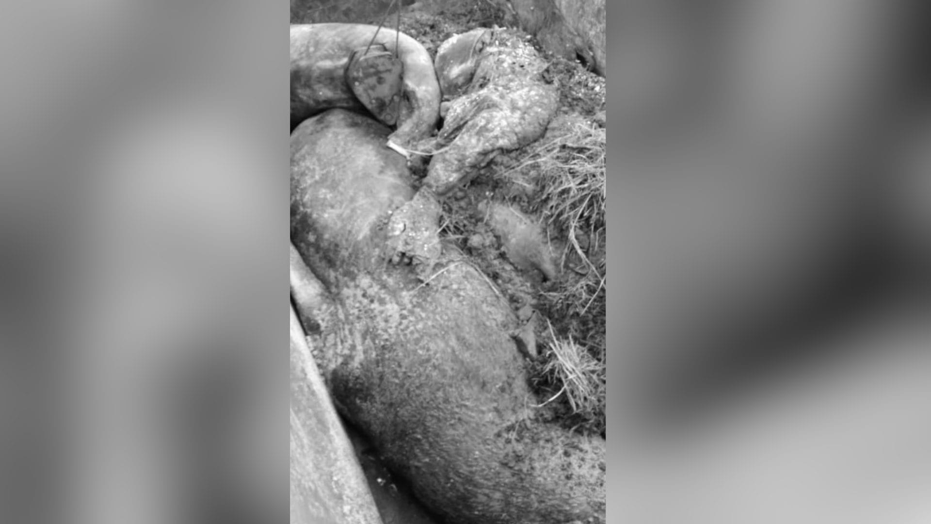 Alcalde de Coronel por “cementerio” de lobos marinos: “Es una falta de respeto para la comunidad”