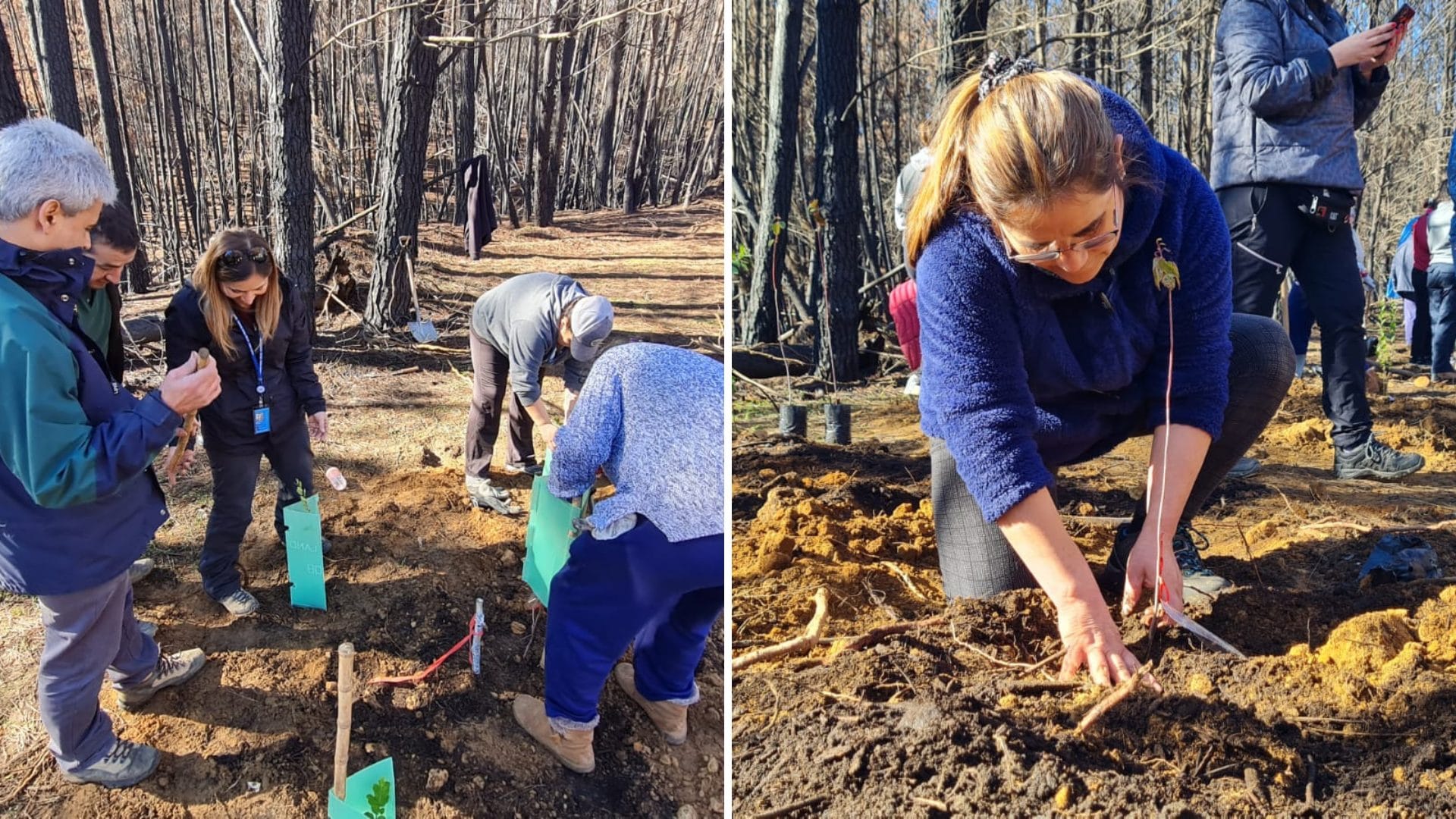 Comenzó recuperación del cerro Catiray en Santa Juana tras incendios forestales
