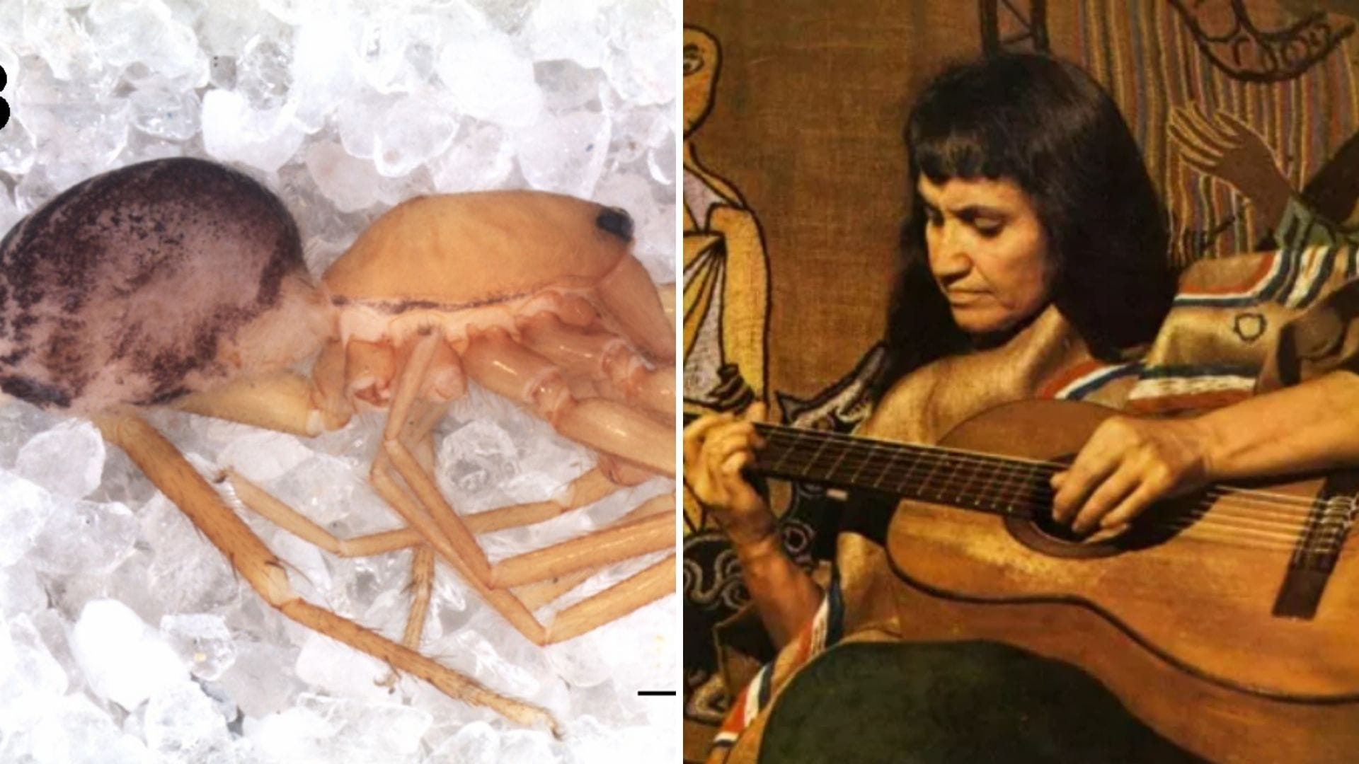 Descubren nueva especie de araña en Talca que fue nombrada en honor a Violeta Parra