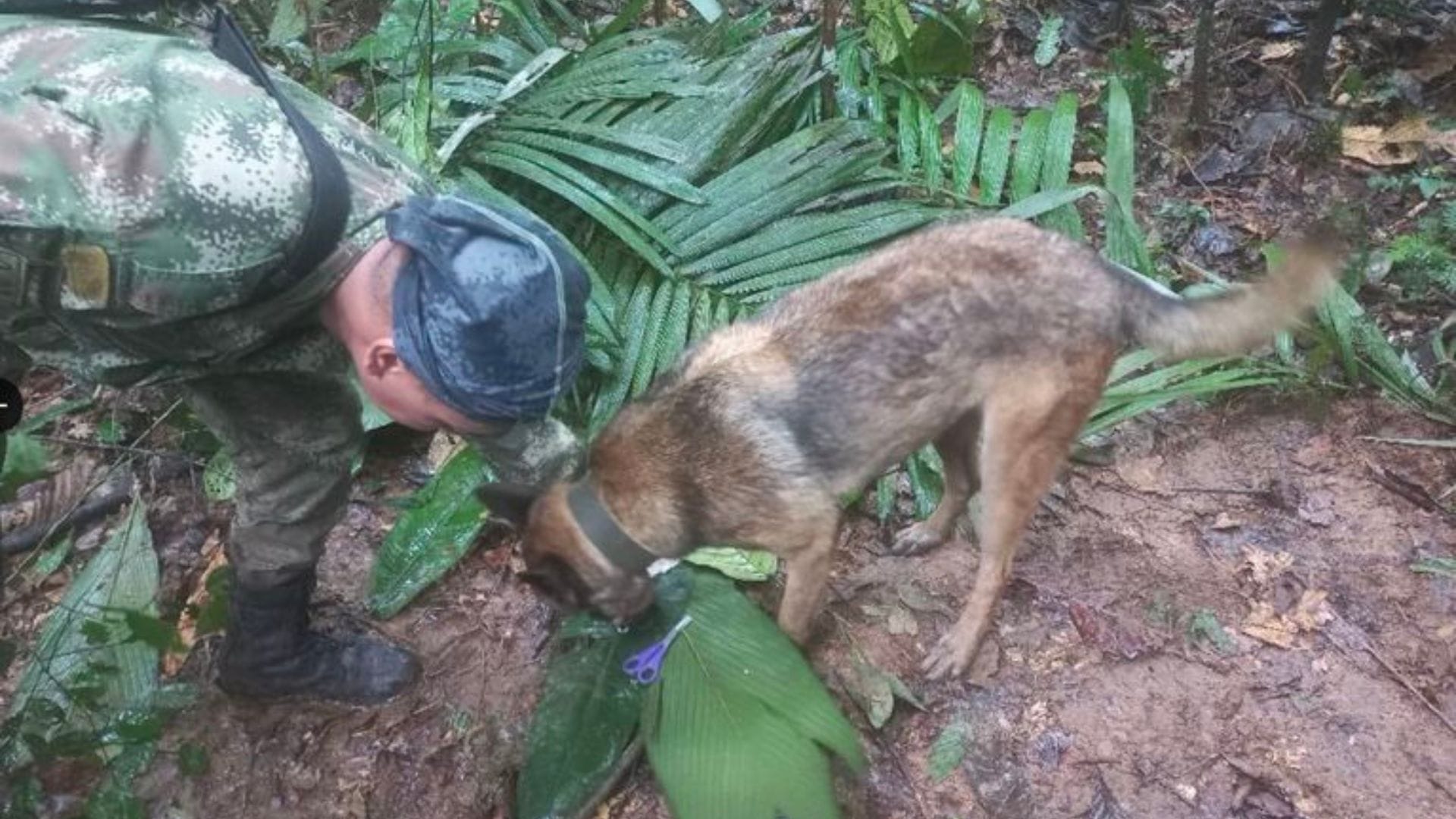 Desaparición de cuatro niños tras accidente aéreo en la selva mantiene en vilo a Colombia: Encuentran nuevas pistas clave