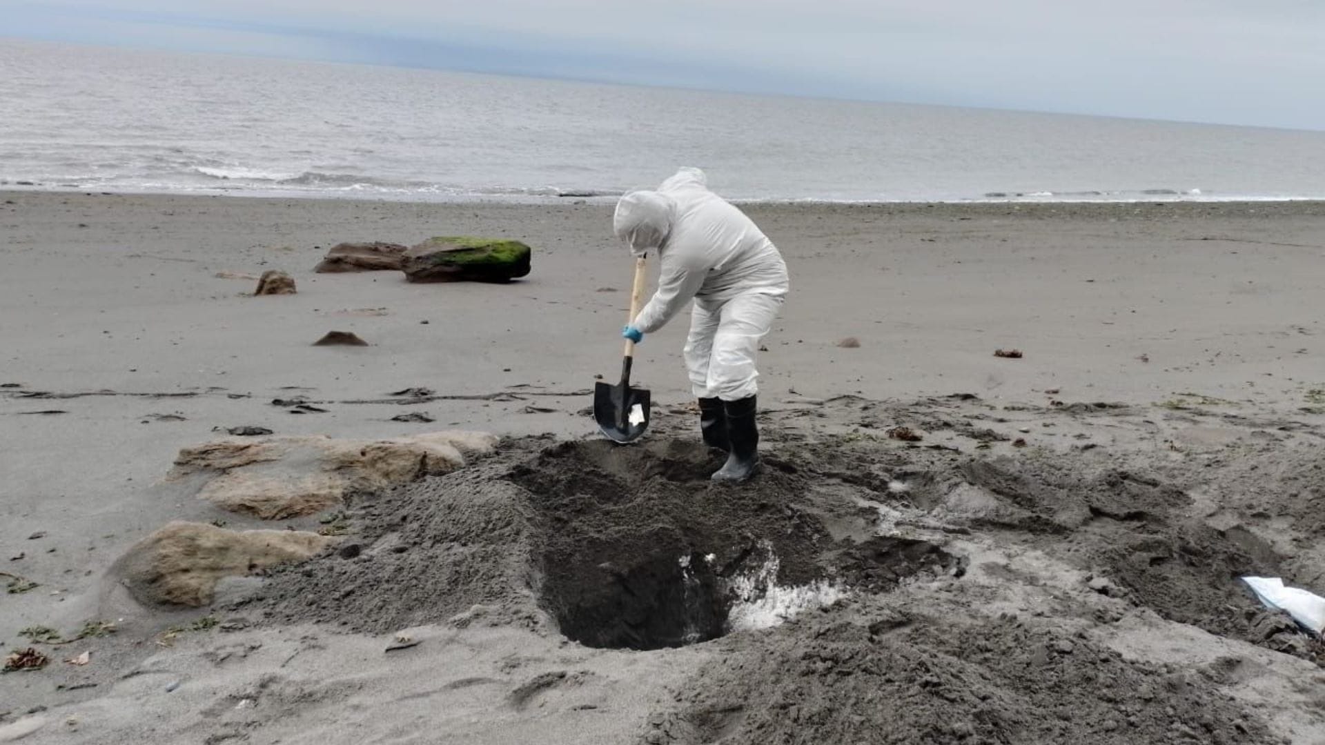 Se amplían las especies marinas afectadas por influenza aviar en Chile: Van casi 9 mil ejemplares muertos