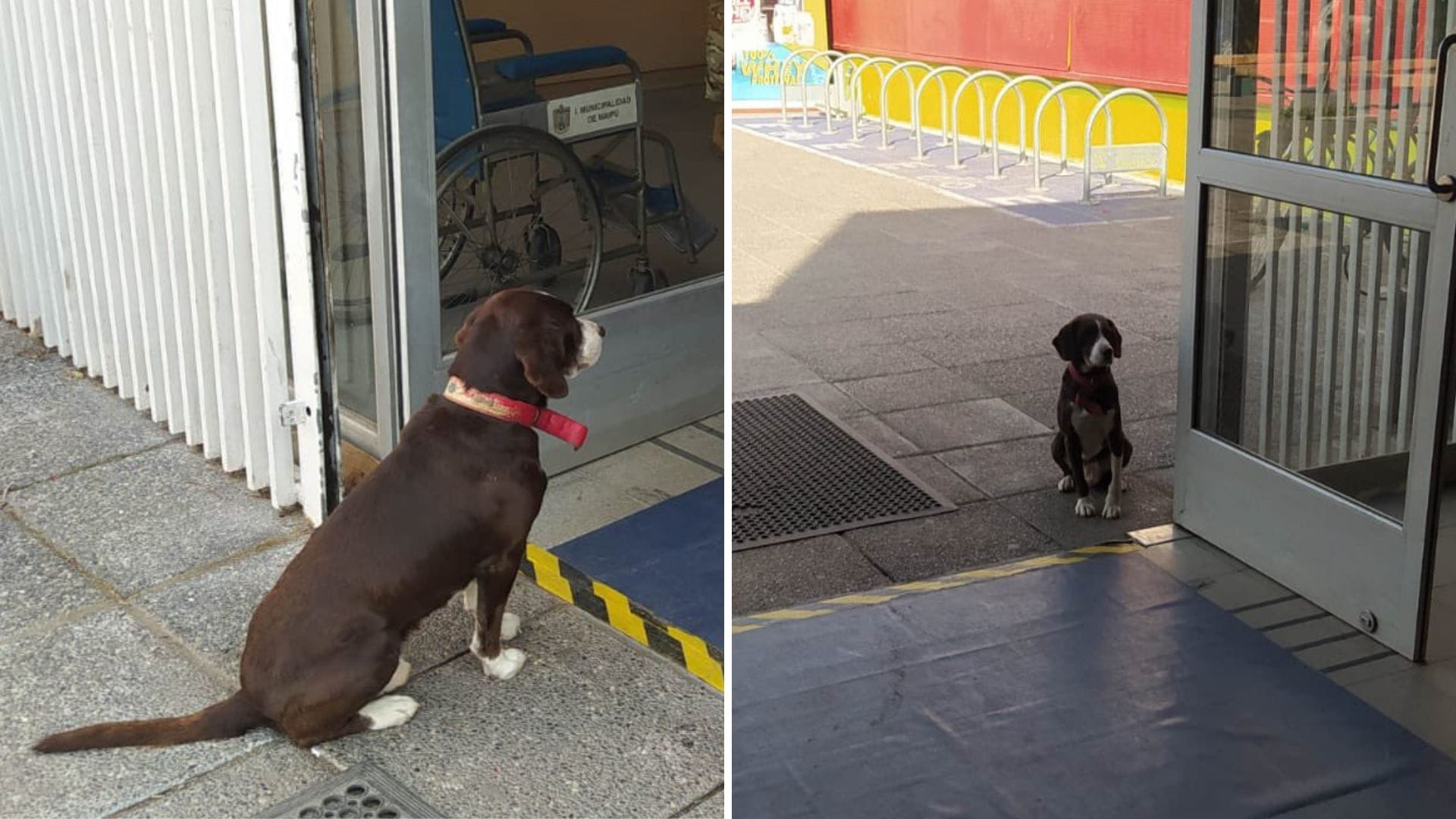 “Está esperando hace más de dos horas”: Denuncian que perrito fue olvidado en centro de votación en Maipú