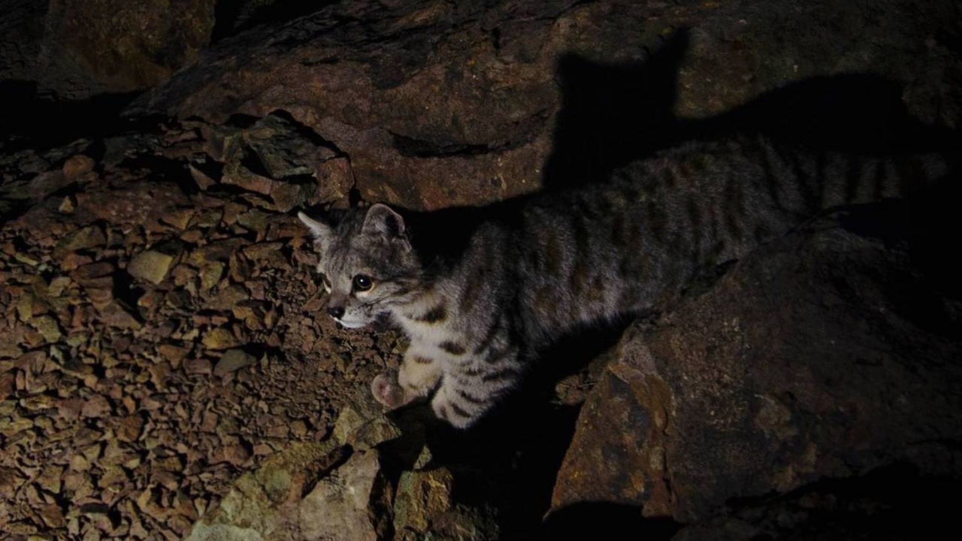 “El fantasma de Los Andes”: Captan en el Maule inéditas imágenes del gato andino, el felino más amenazado de América