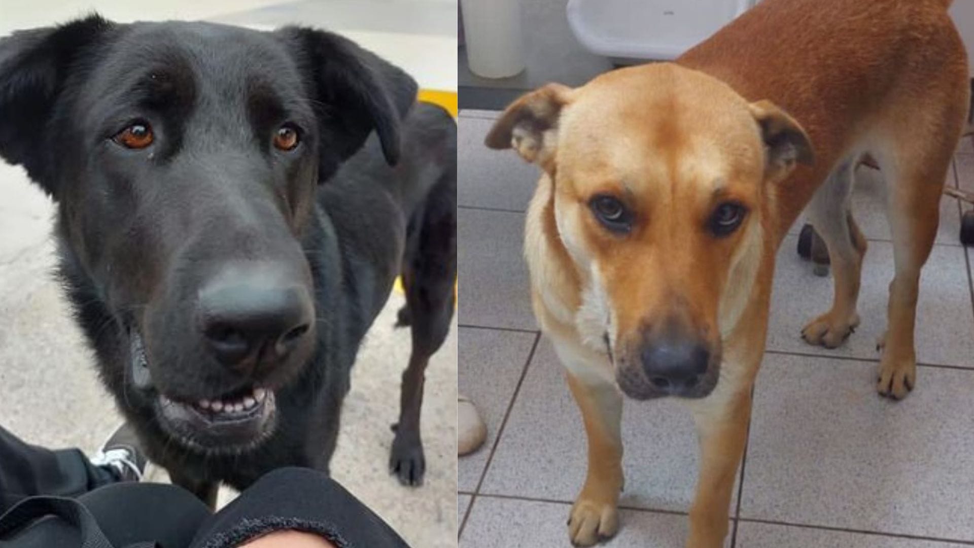 La Serena: Estudiantes denunciaron que perros habrían sido sacrificados y usados en laboratorio