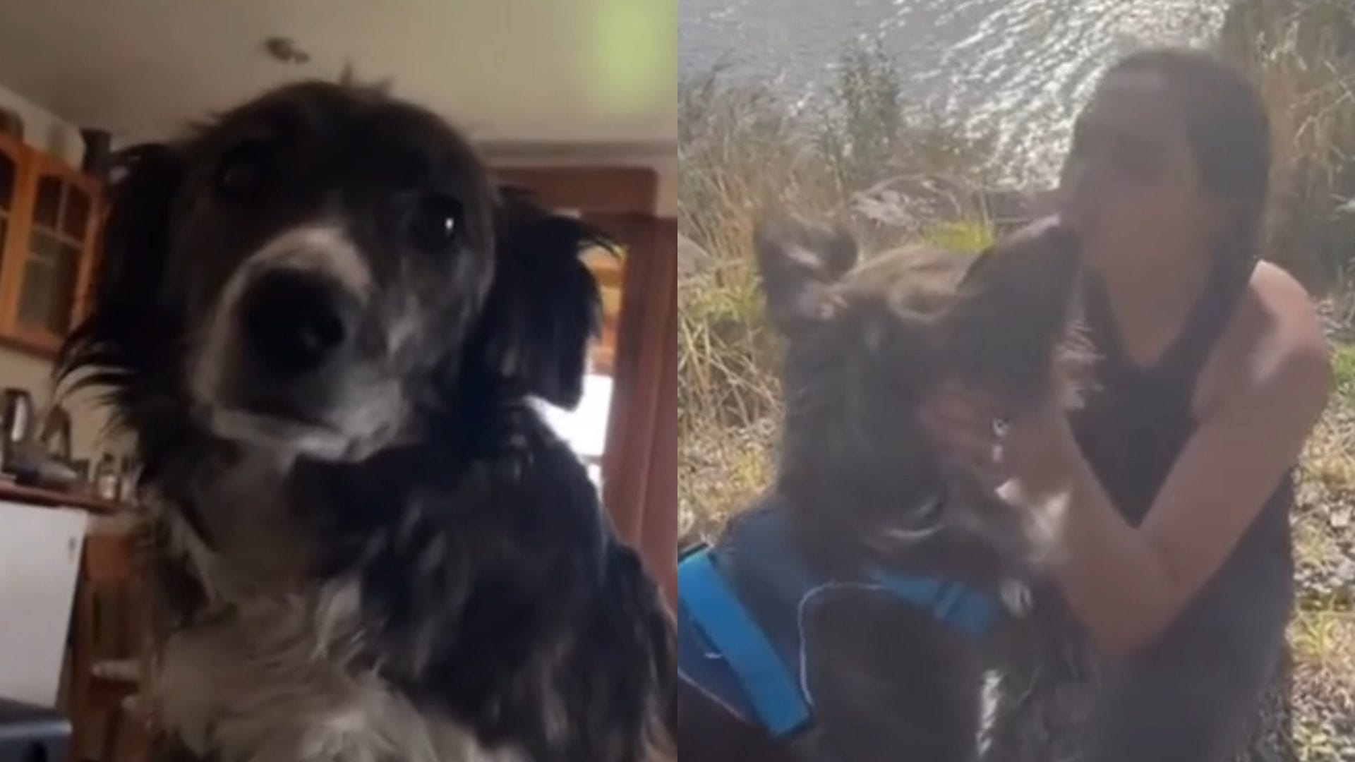 Mochilera se viralizó tras adoptar a perrita durante su viaje en Chile y llevársela a Estados Unidos