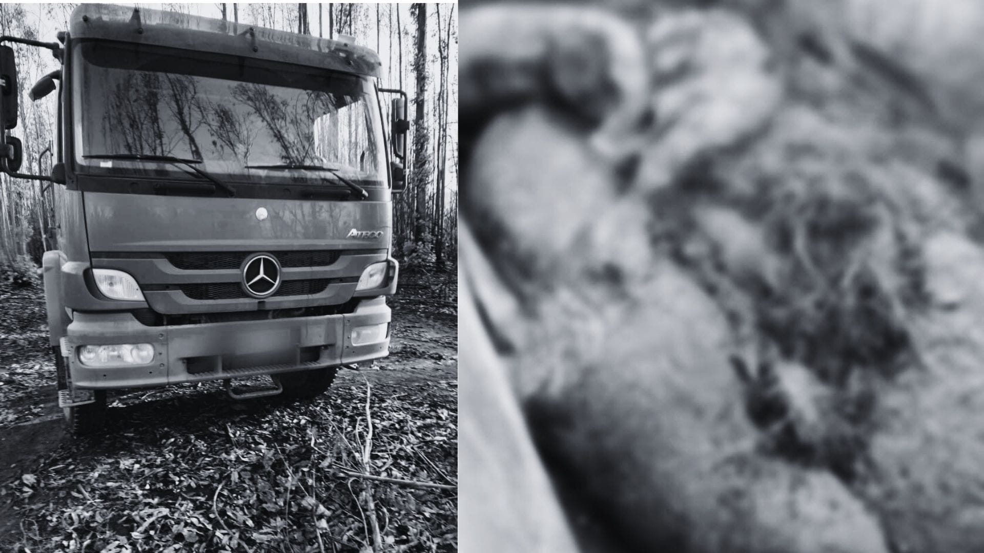 Preocupación en Coronel: Vecinos de Patagual denuncian la existencia de “cementerio” de lobos marinos