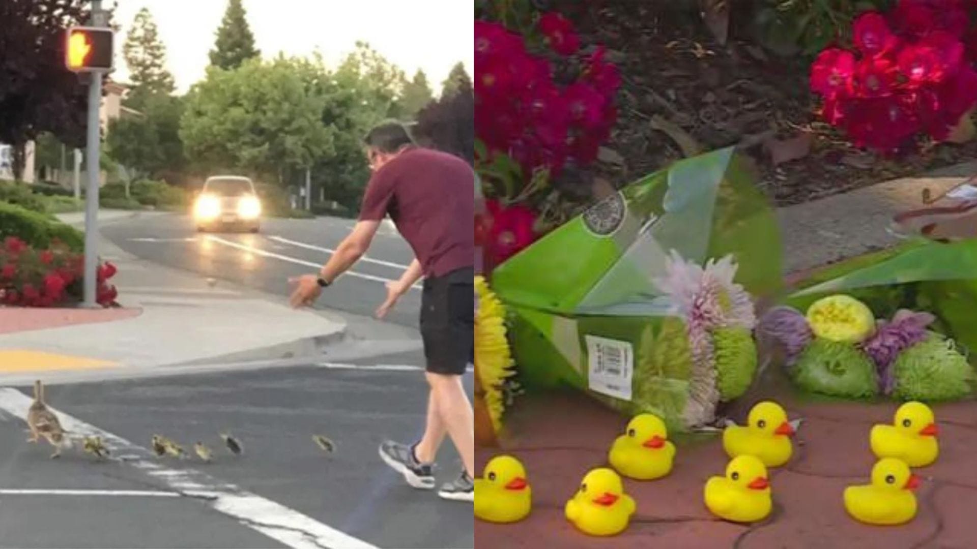 Se había bajado del auto para ayudar a patos a cruzar la calle y murió tras ser atropellado en EE.UU