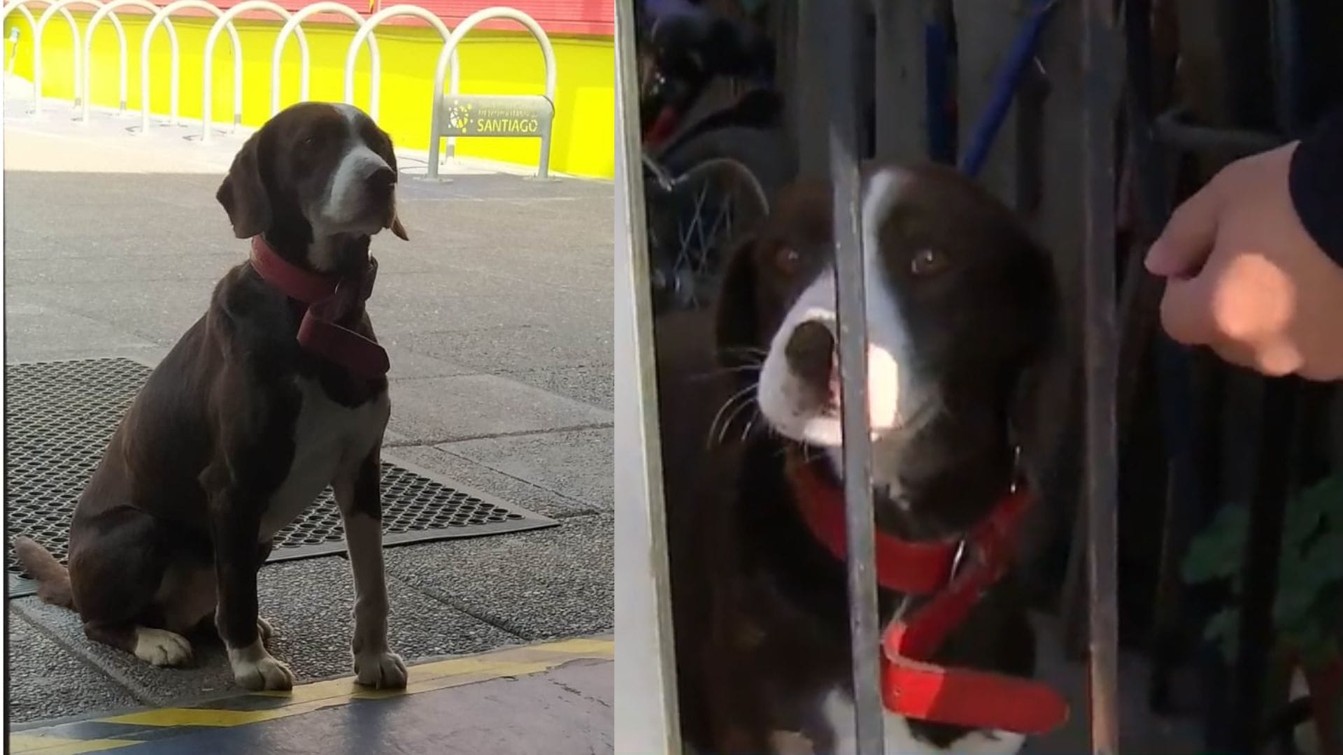 Perro que estaba ‘perdido’ en local de votación en Maipú retornó a su hogar