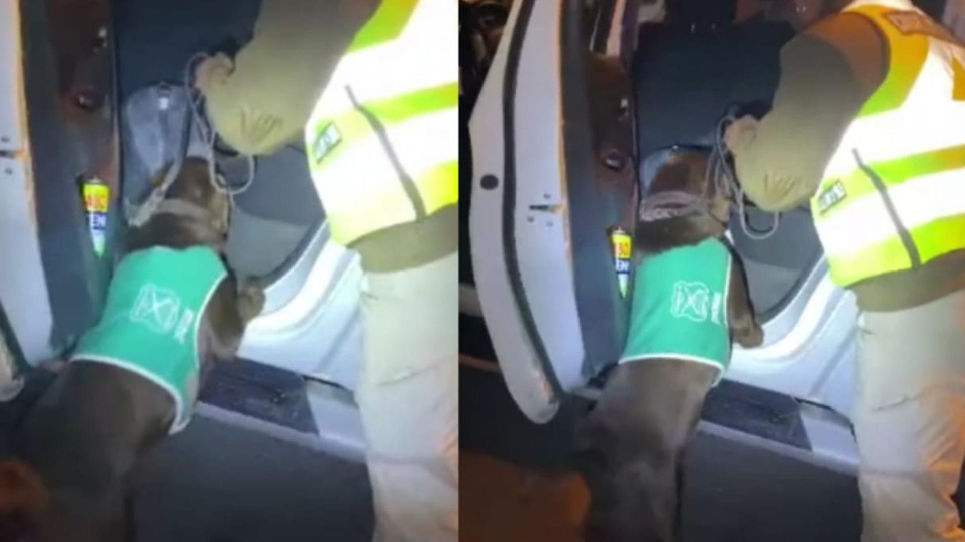 Perrito de Carabineros evitó el ingreso de drogas a Concepción