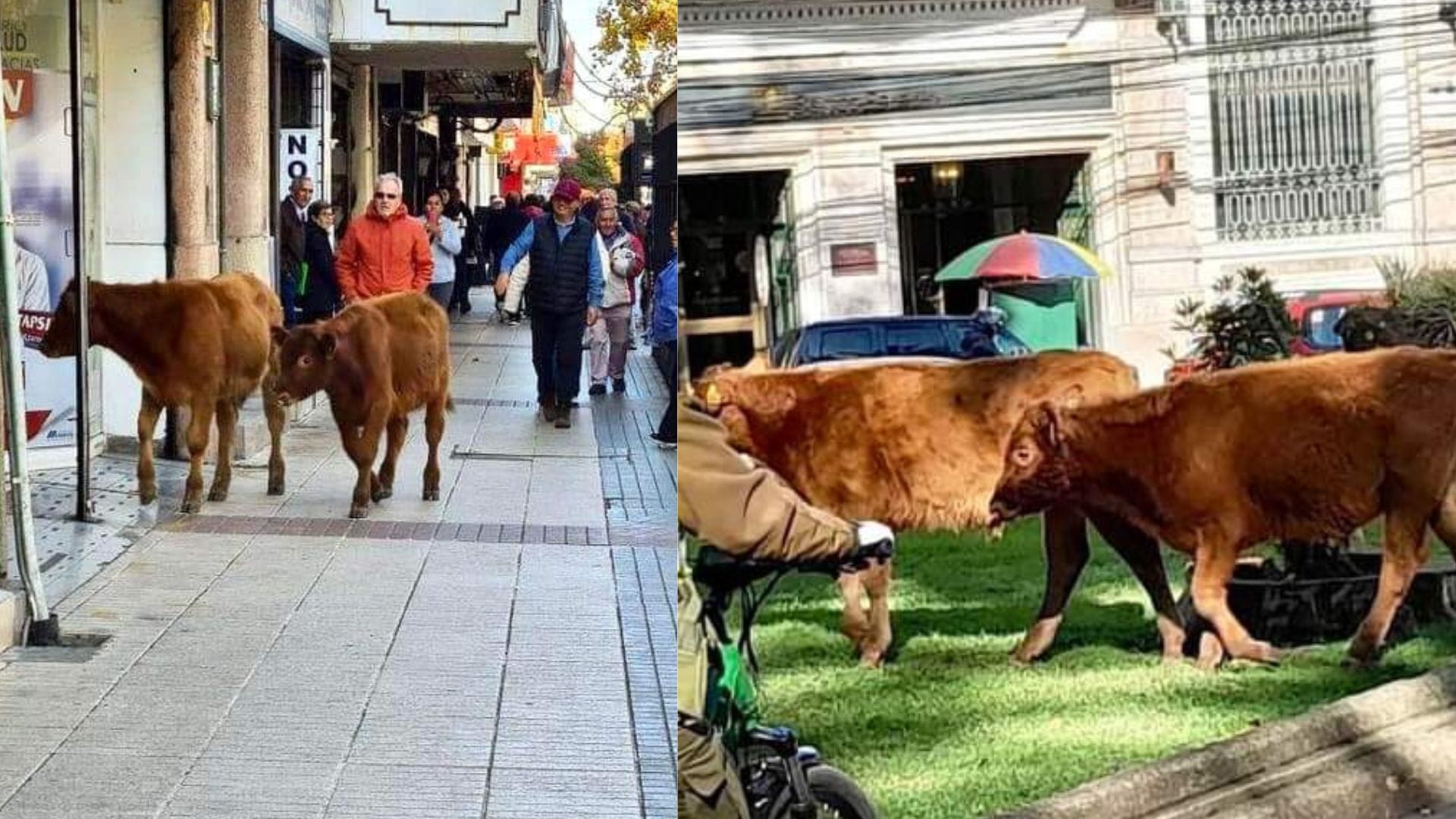 ¡Andaban vitrineando! Vacas se viralizan al pasear por el centro de Chillán
