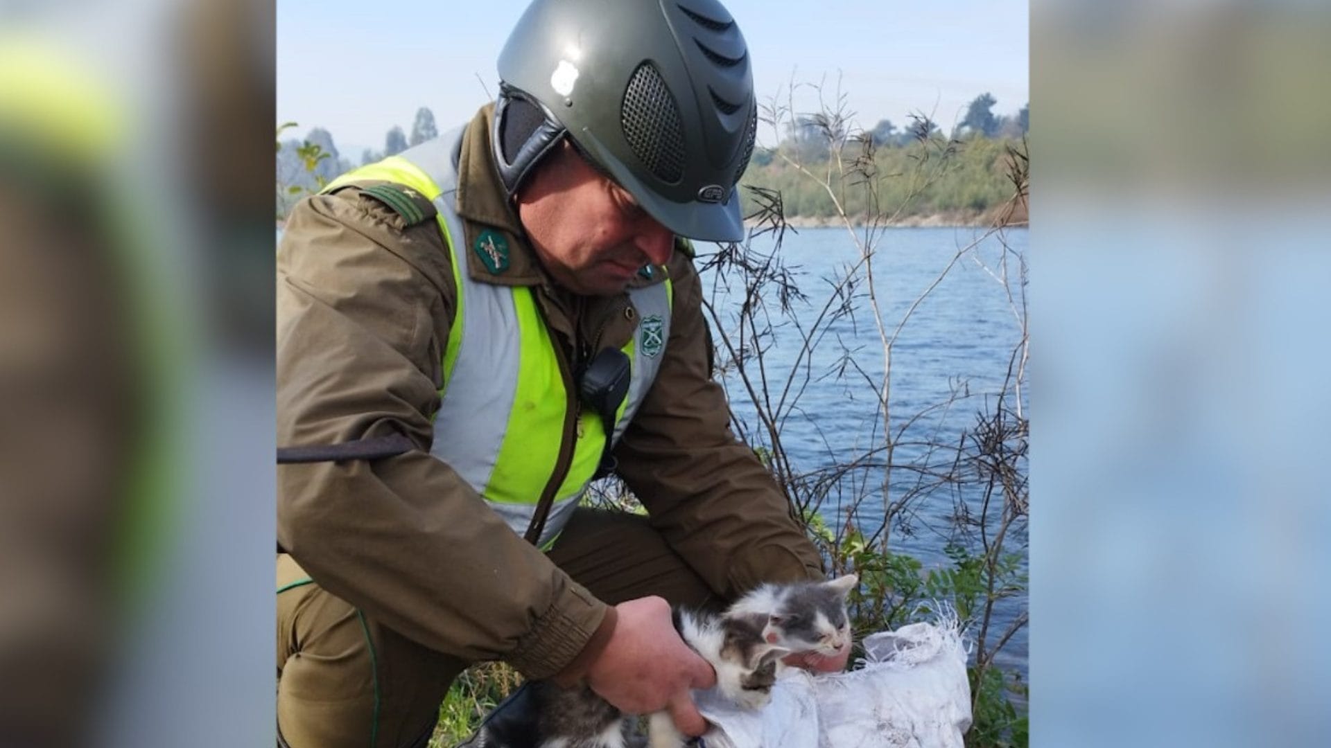 Carabineros rescatan a gatitos abandonados a orillas del Río Cautín