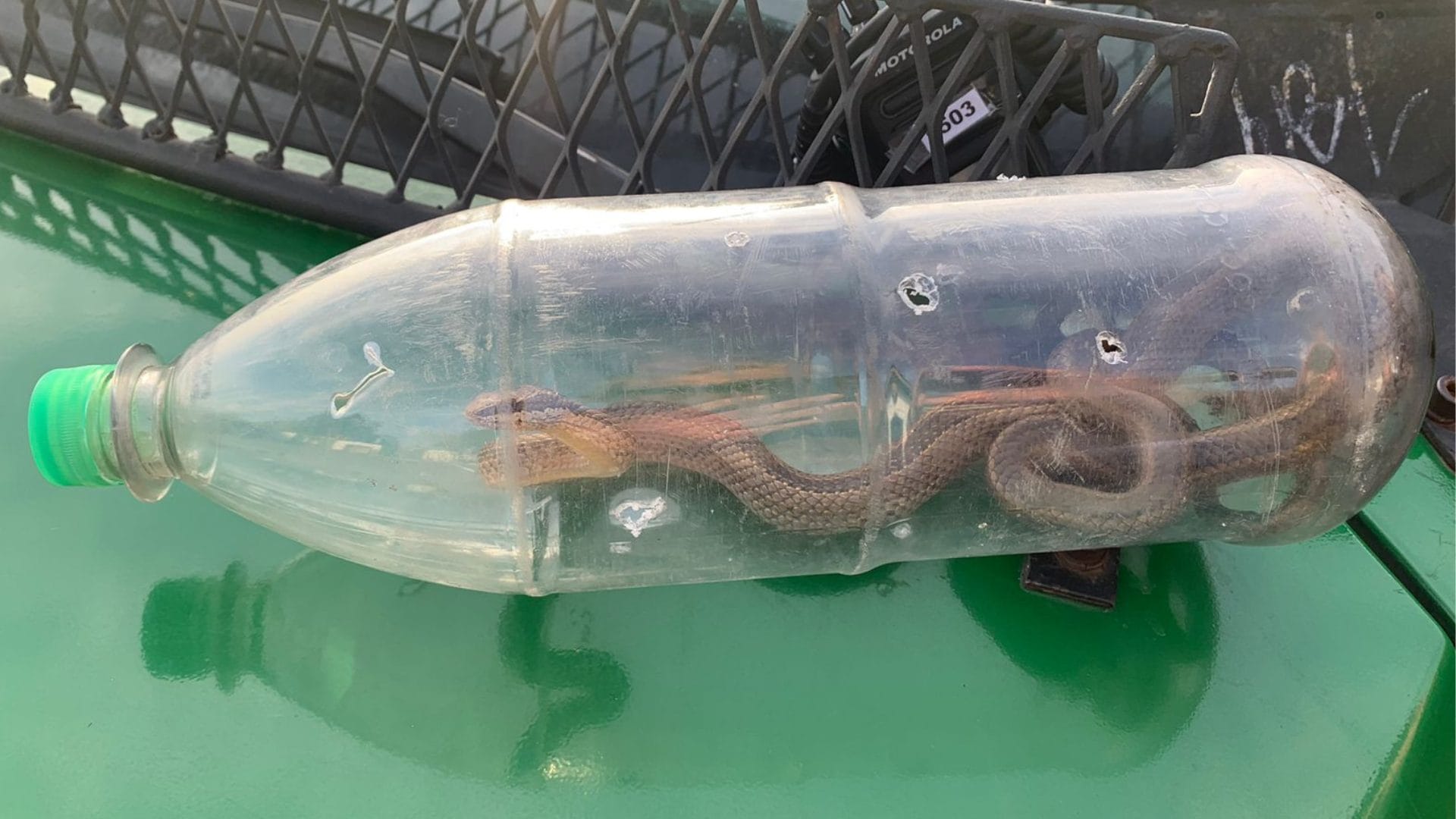 Vecino lo alertó: Culebra venenosa fue encontrada en plena vía pública en La Granja
