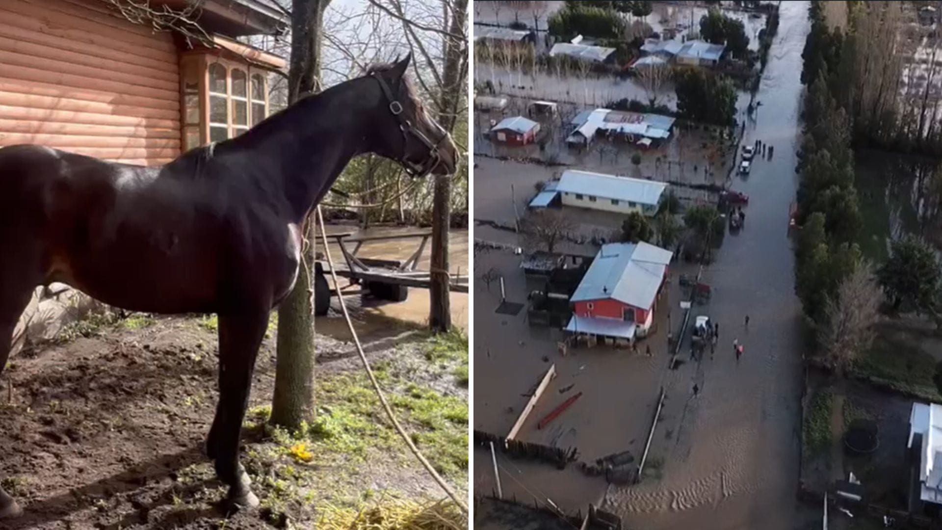 Cabrero: Rescatan a 47 caballos atrapados en Chillancito tras desborde de Laguna Laja