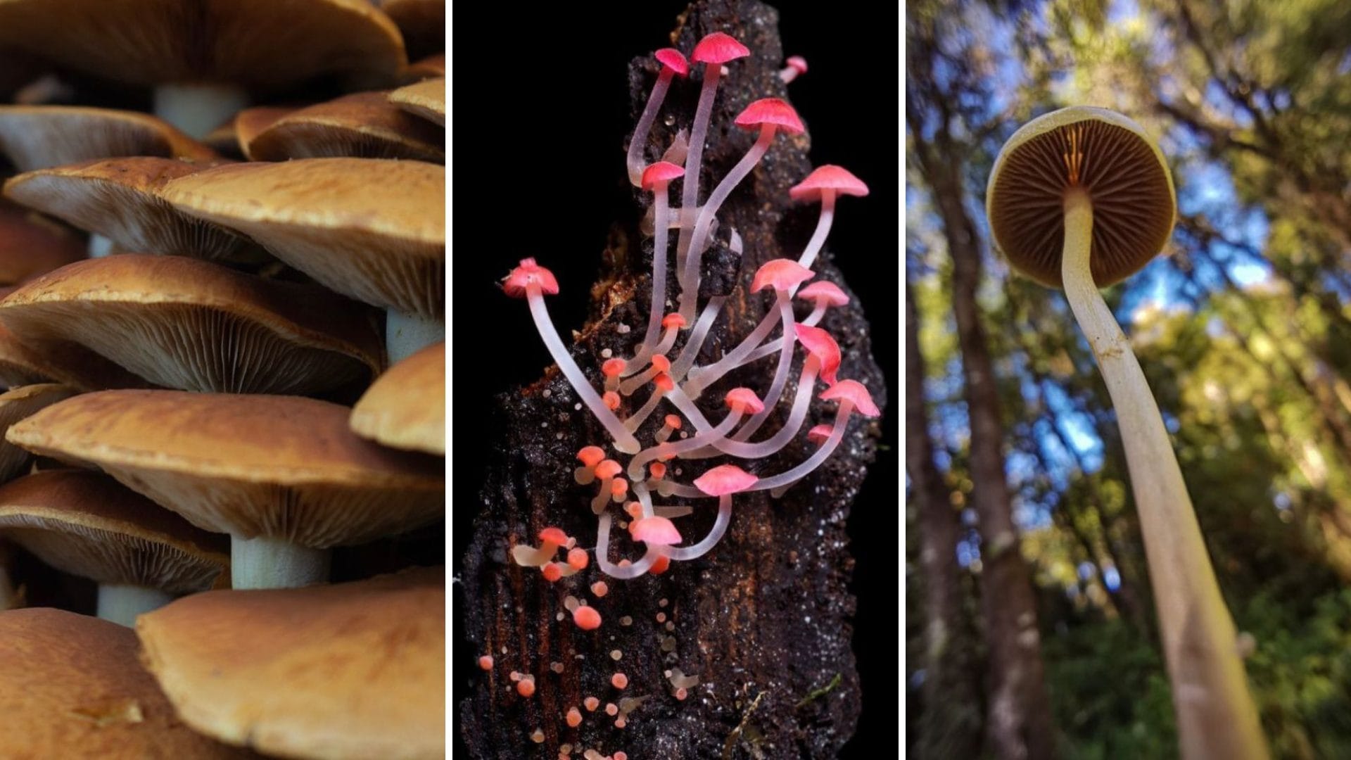 Festival Fungi contará con una “Mico Feria” en la Biblioteca Municipal de Concepción