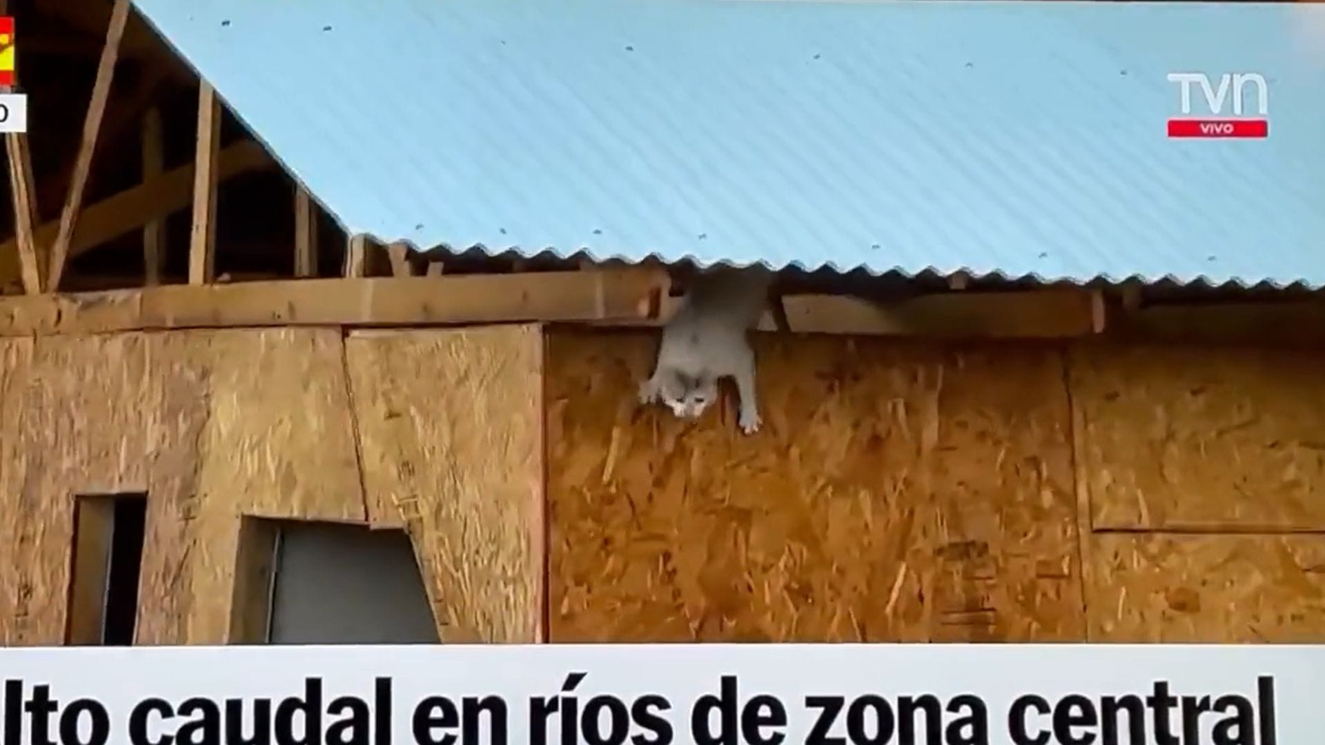 “Tuve que cambiar de canal”: Critican a TVN por mostrar y repetir a gatito lanzándose al Río Cachapoal