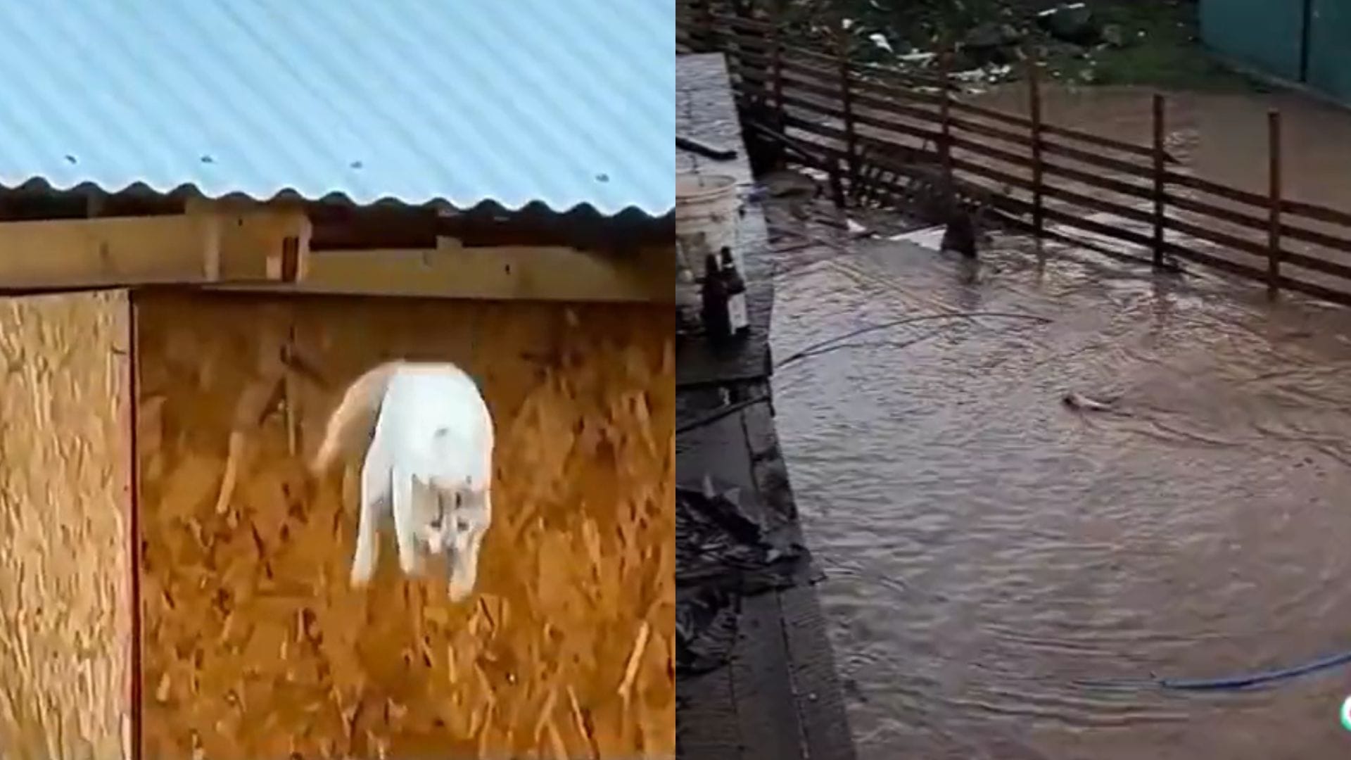 “Se salvó el michi”: Video muestra a gatito que se lanzó al Río Cachapoal nadando hacia la orilla