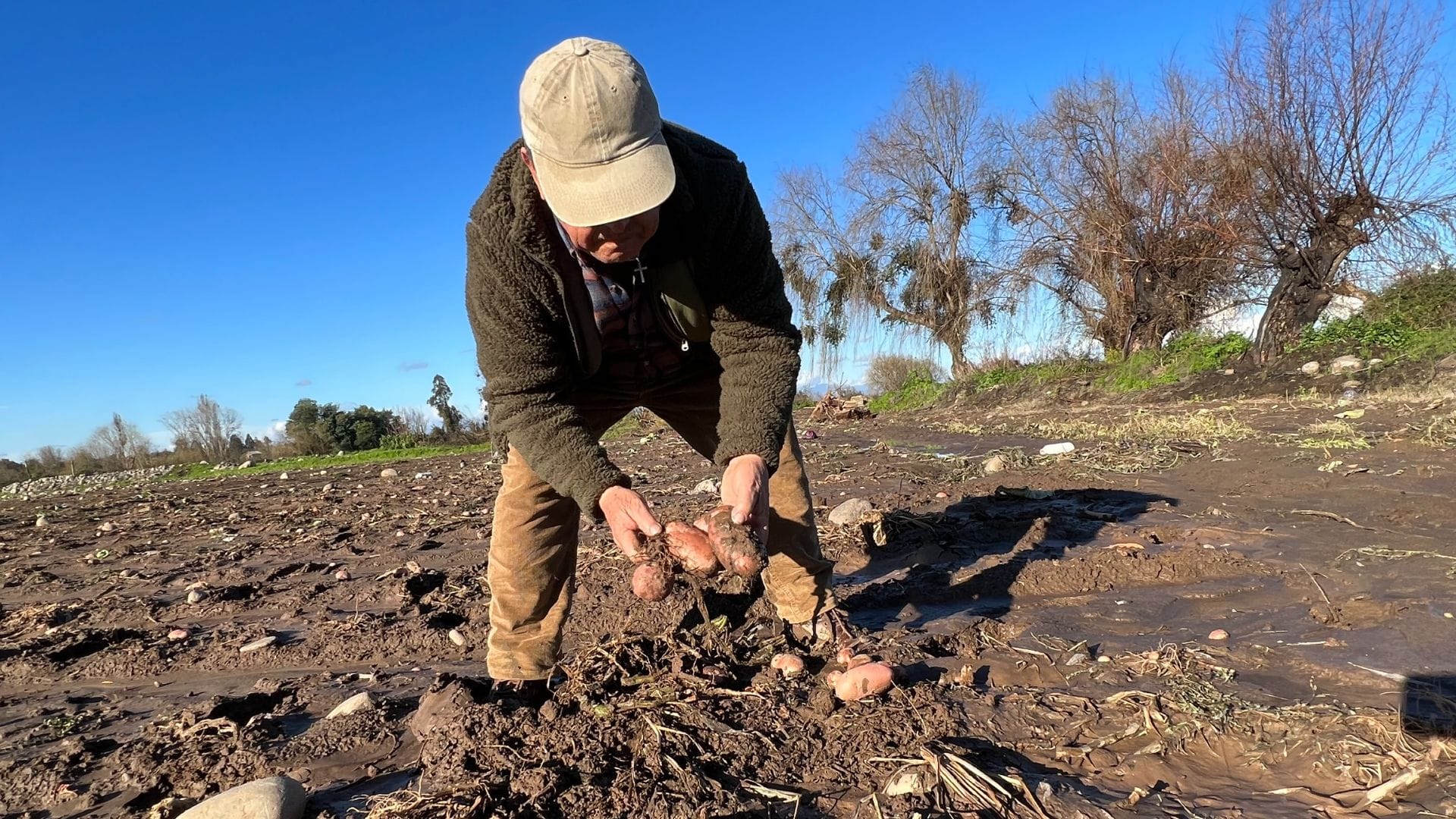 El complejo panorama de la agricultura y el impacto en precios de alimentos tras inundaciones en el Biobío