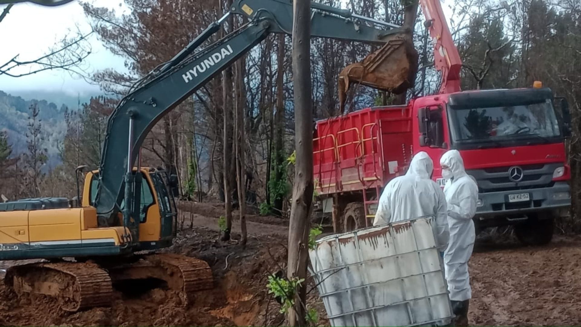 Empresa que enterró lobos marinos muertos por gripe aviar en Coronel recurrió de protección por no pago