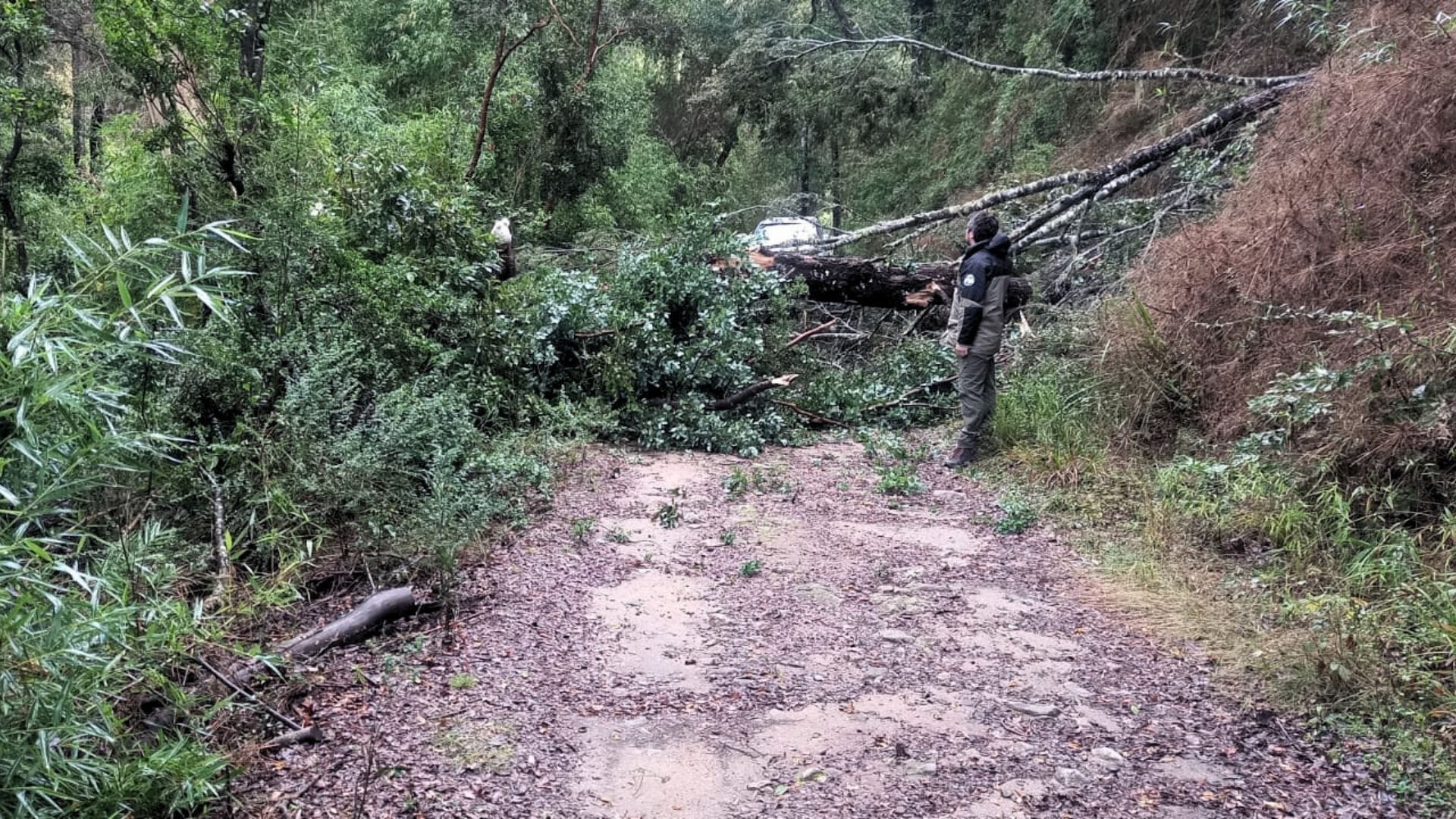 Parque Nacional Nonguén seguirá cerrado este fin de semana por caída de árboles tras temporal