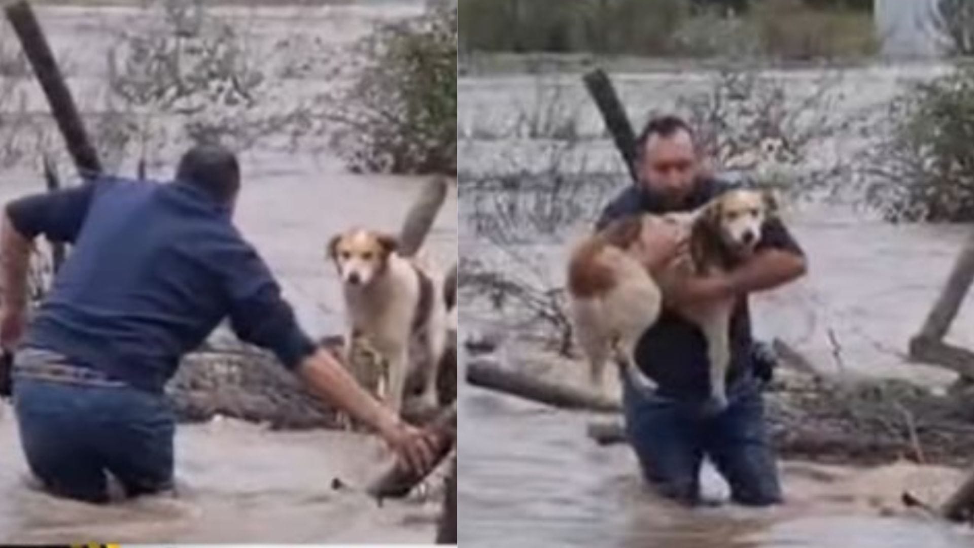 Captan a hombre rescatando a perro que quedó aislado en Linares tras intensas lluvias